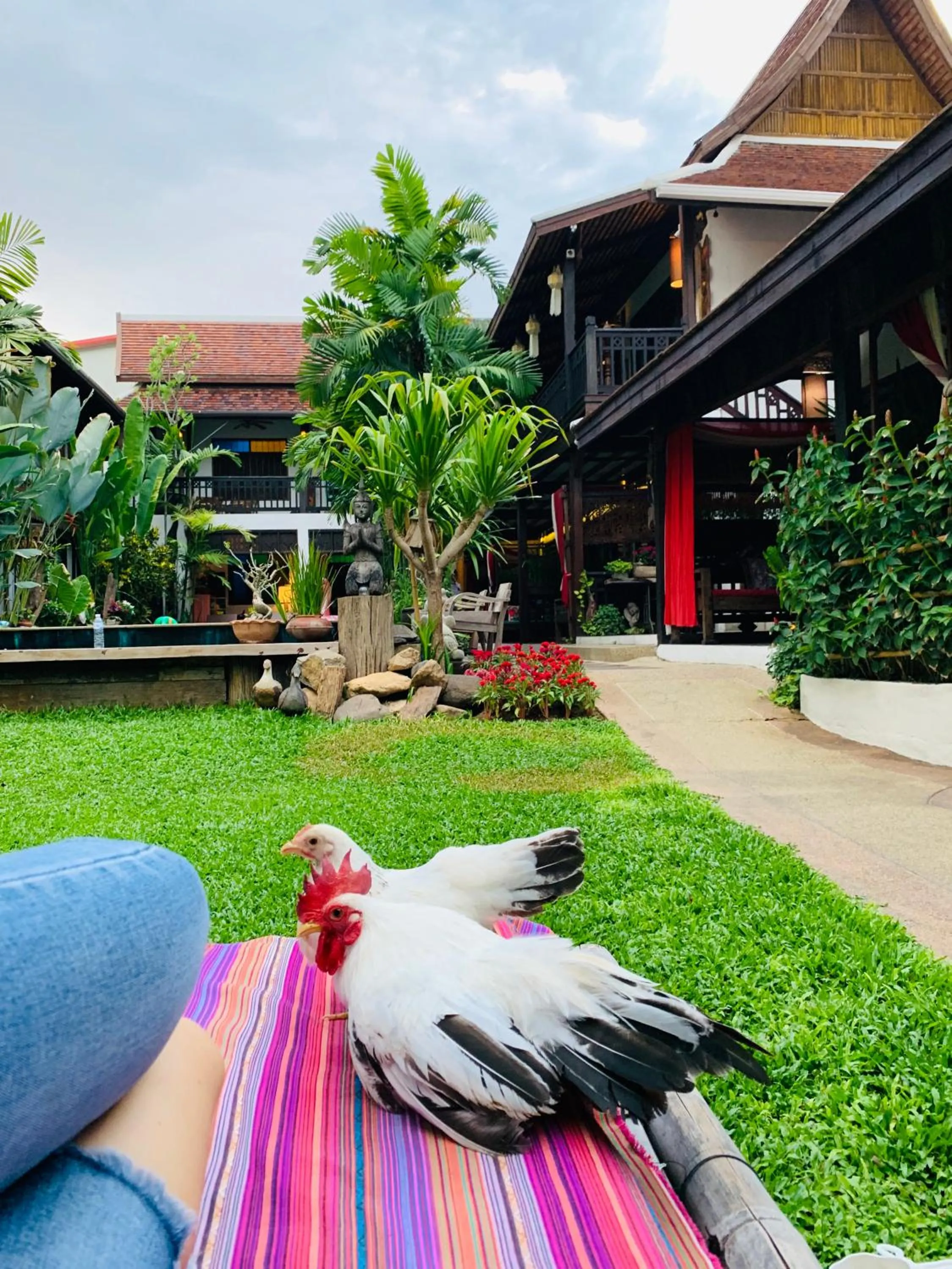 Pets in Hongkhao Village