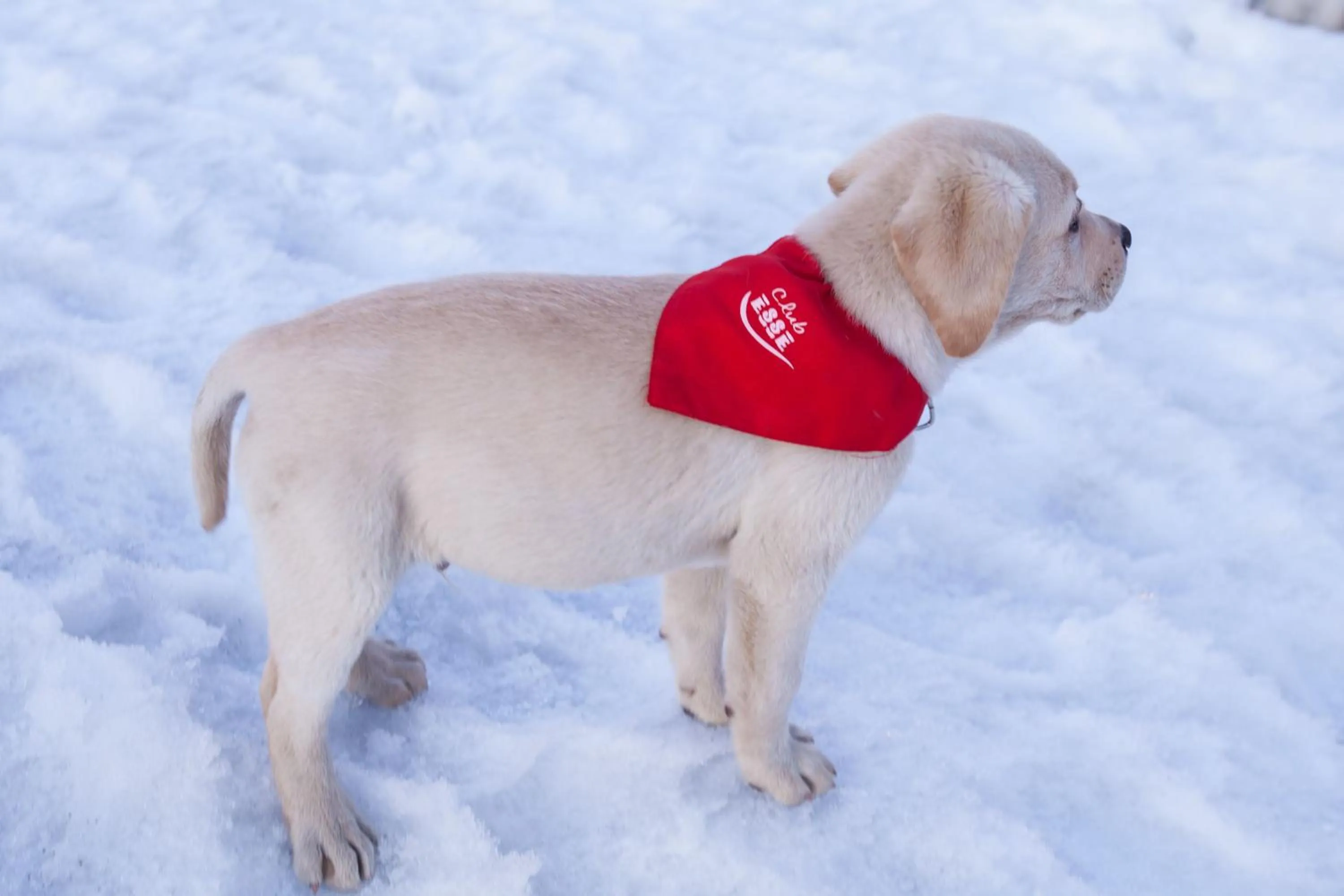 Pets in Club Esse Pila 2000