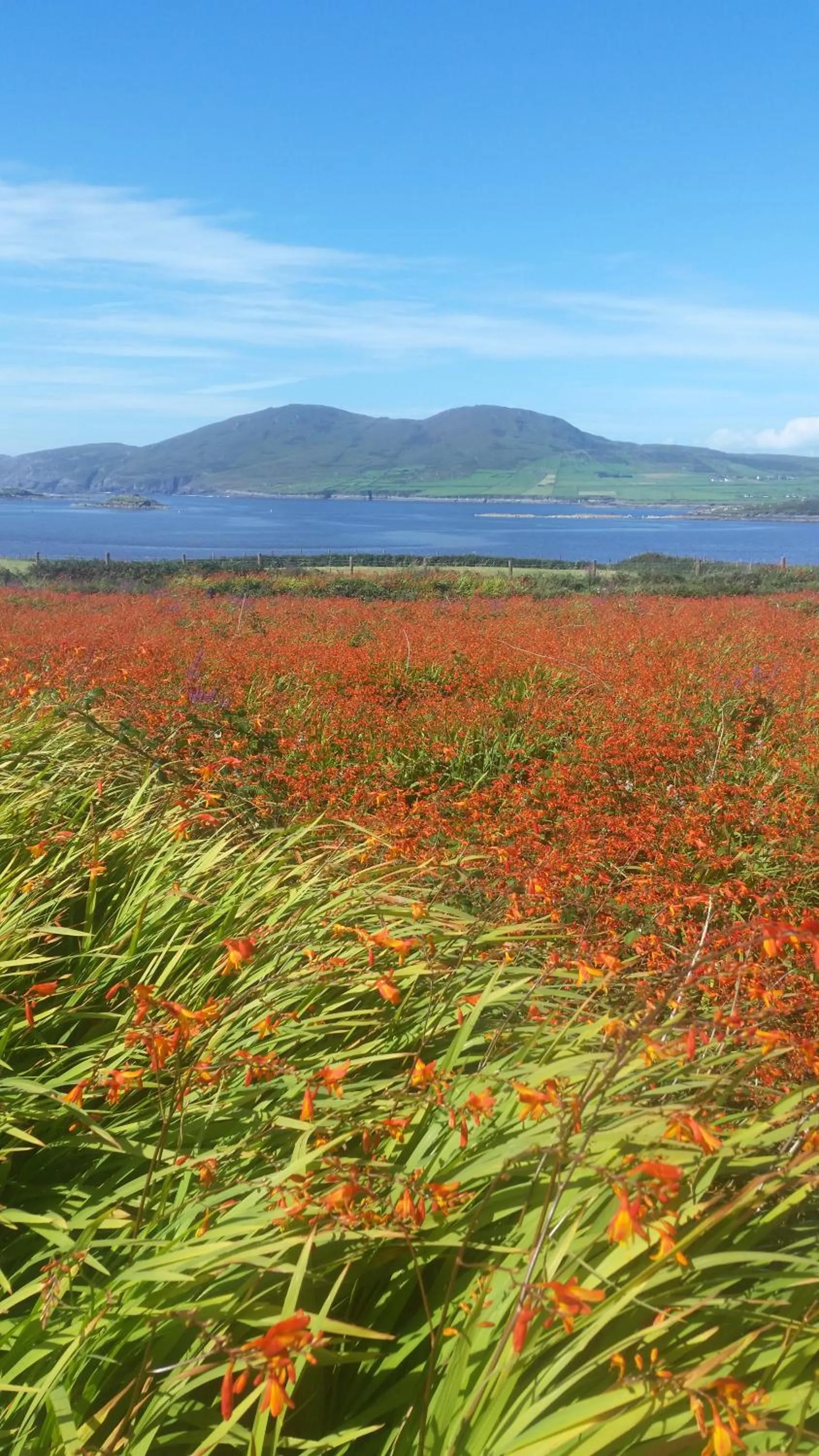 Neighbourhood in Horizon View Lodge Bed and Breakfast Glanleam Road Knightstown Valentia Island County Kerry V23 W447 Ireland