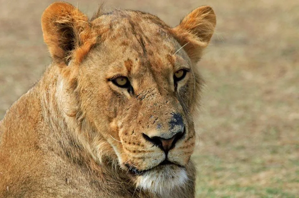 Animals in Rafiki Village