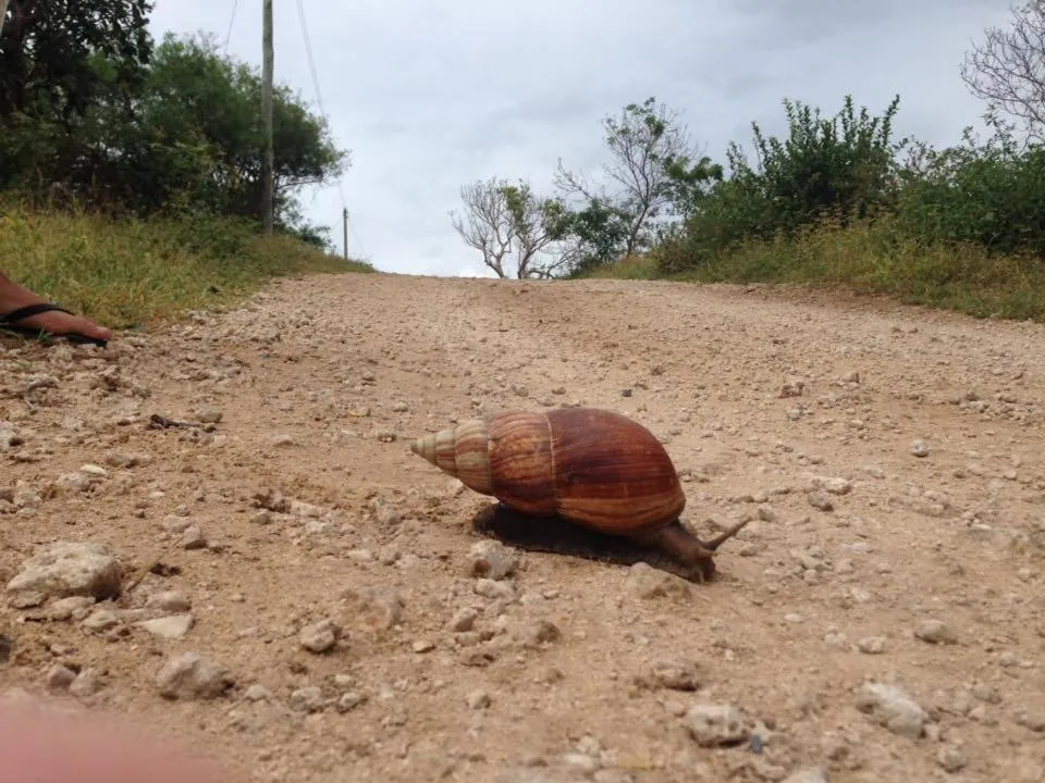 Natural landscape in Rafiki Village