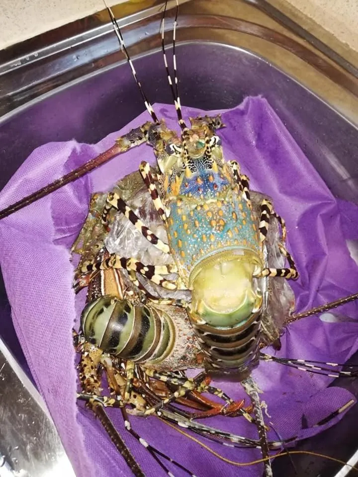 Food in Rafiki Village