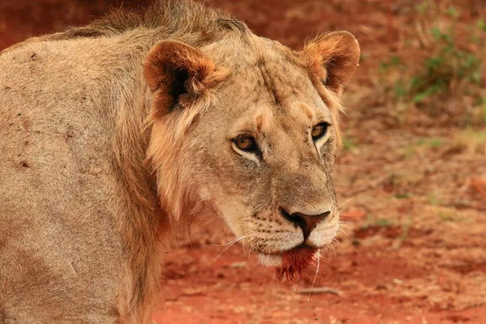 Animals in Rafiki Village