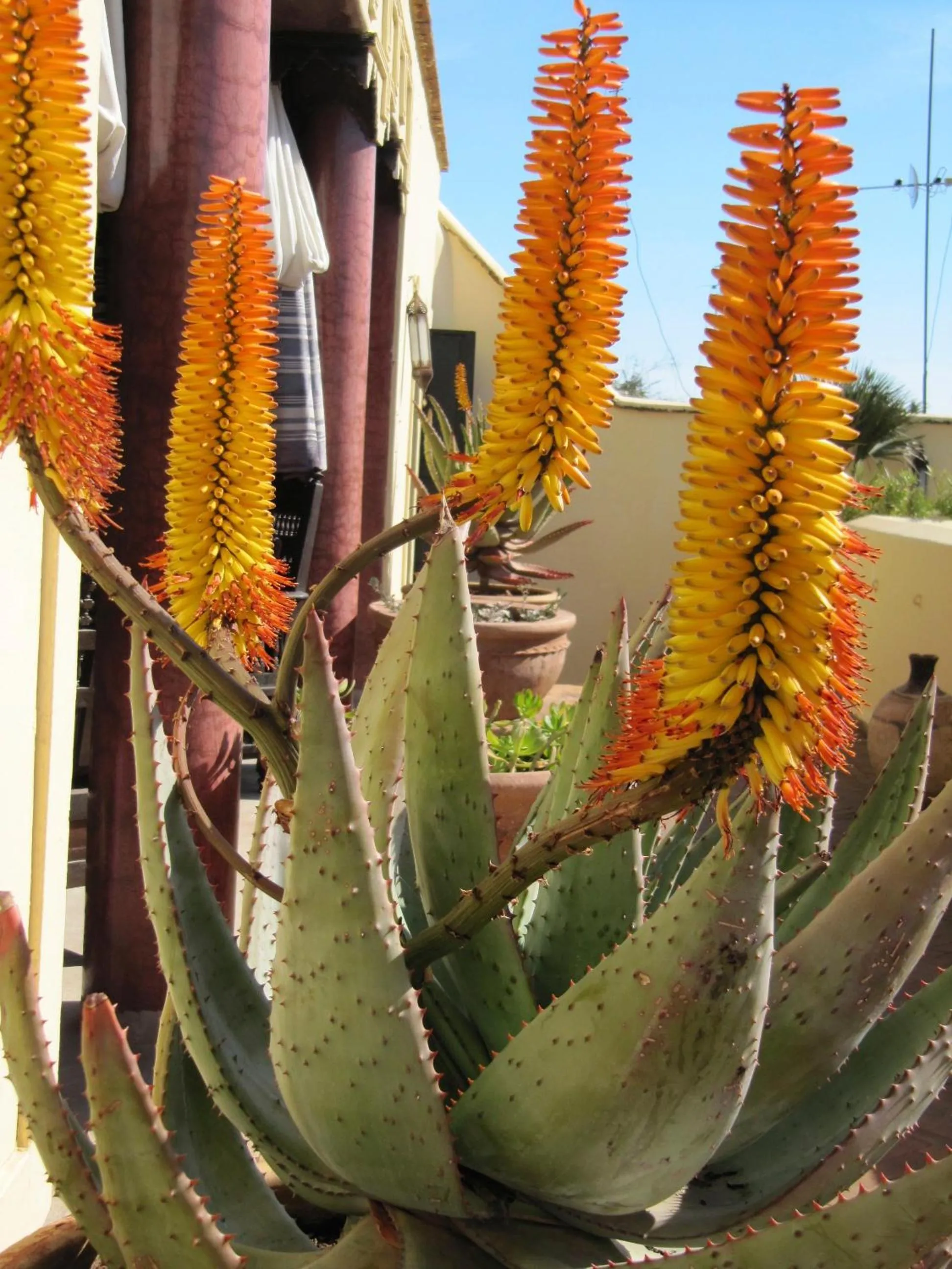 Garden in Riad Azzar