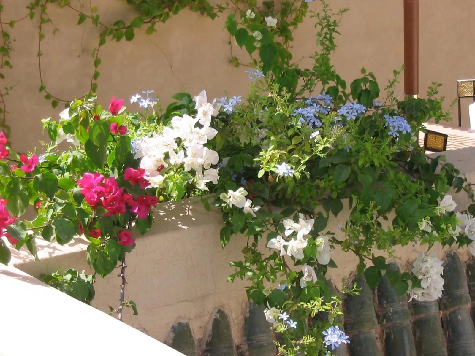 Garden in Riad Azzar