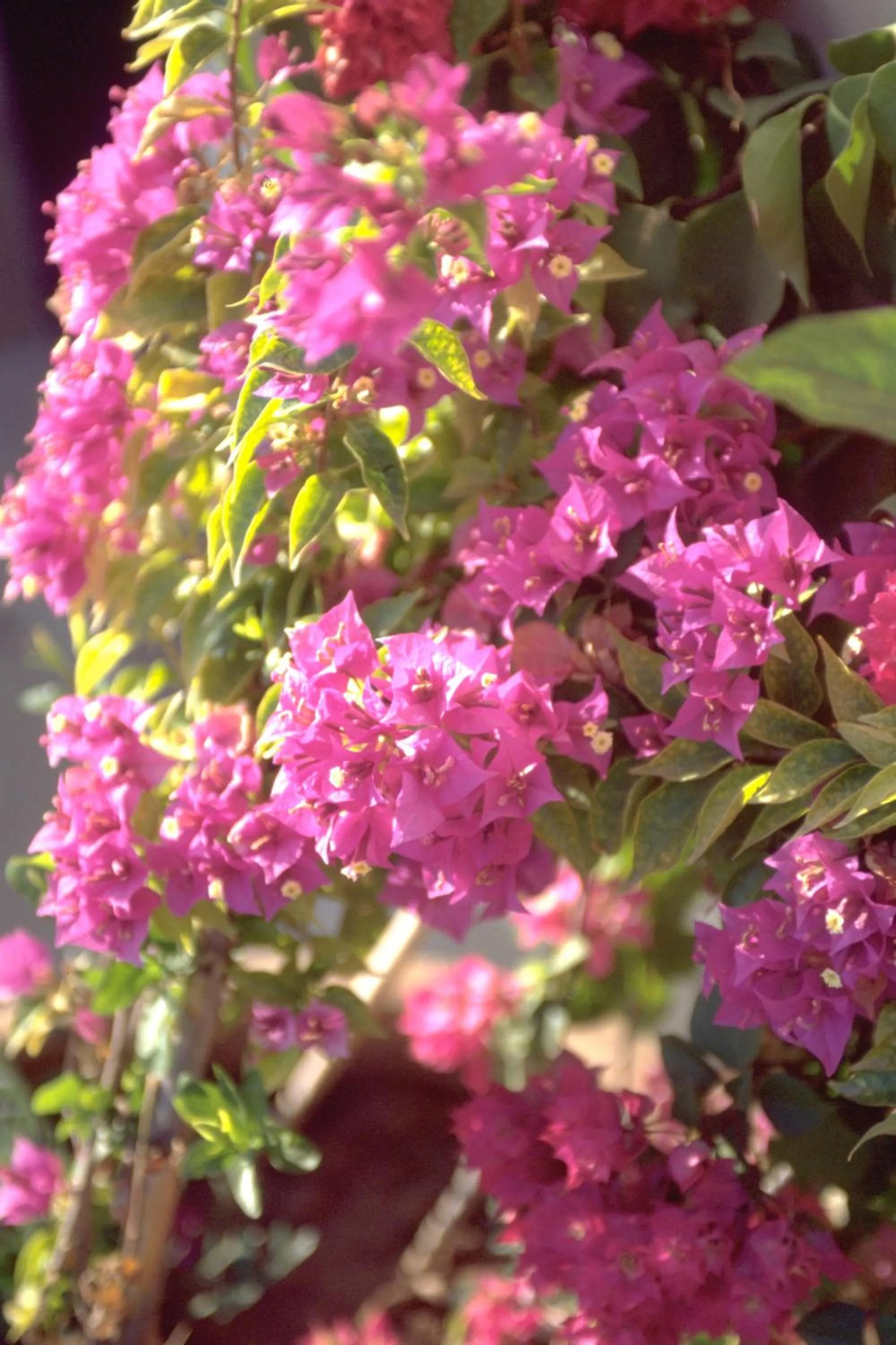 Garden in Riad Azzar