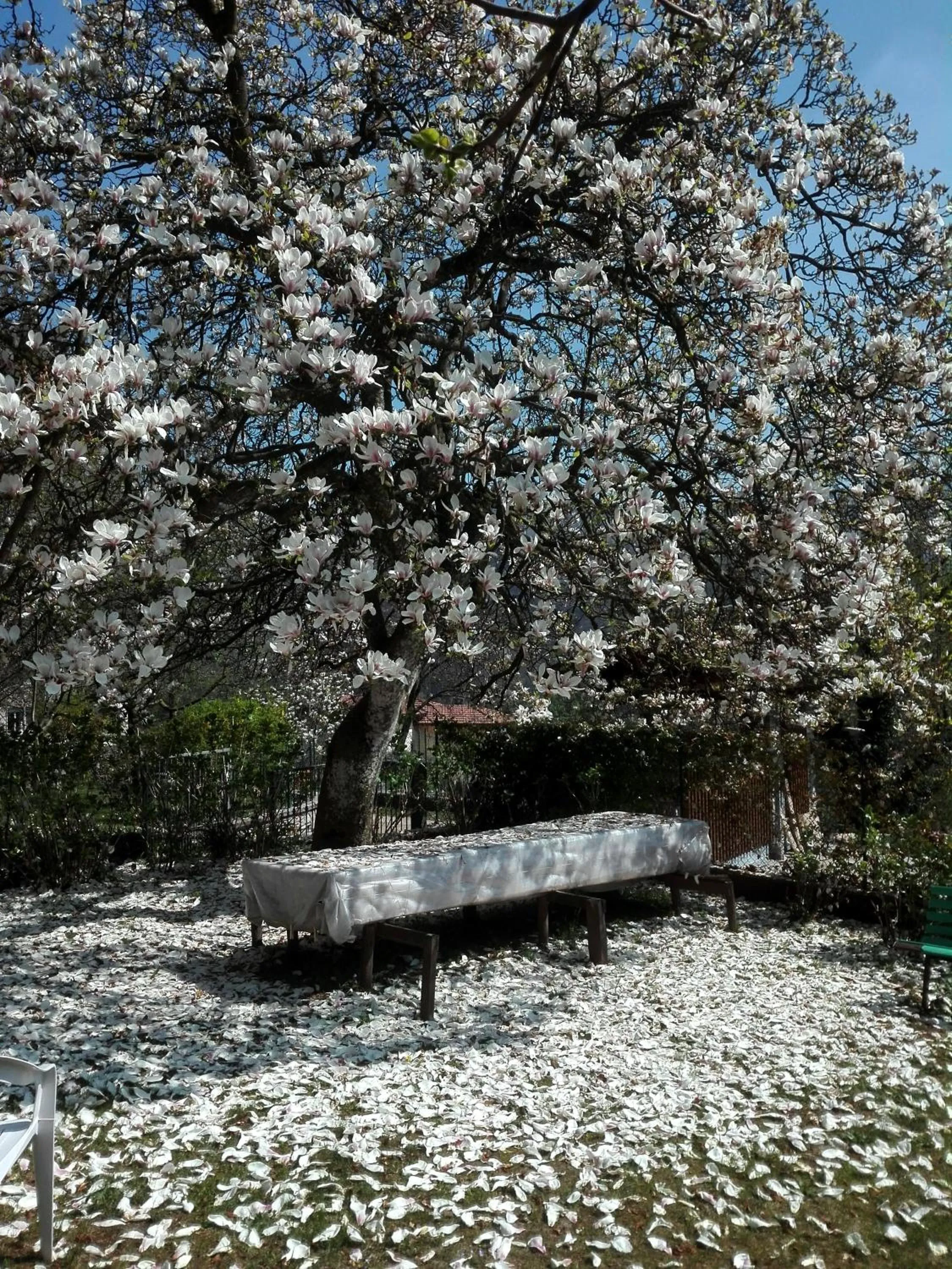 Garden in B&B Villa Claudia
