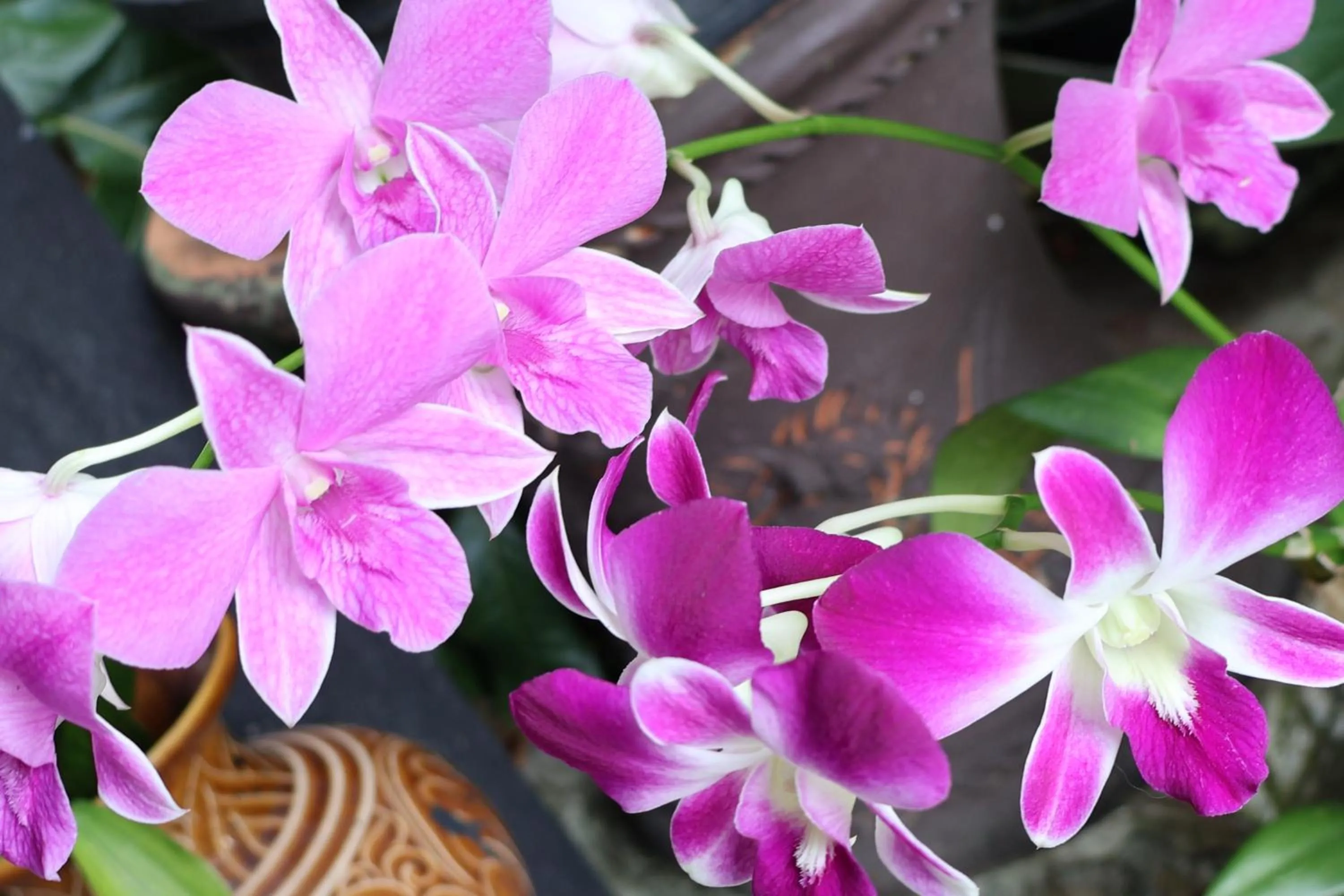 Garden in Eat n Sleep