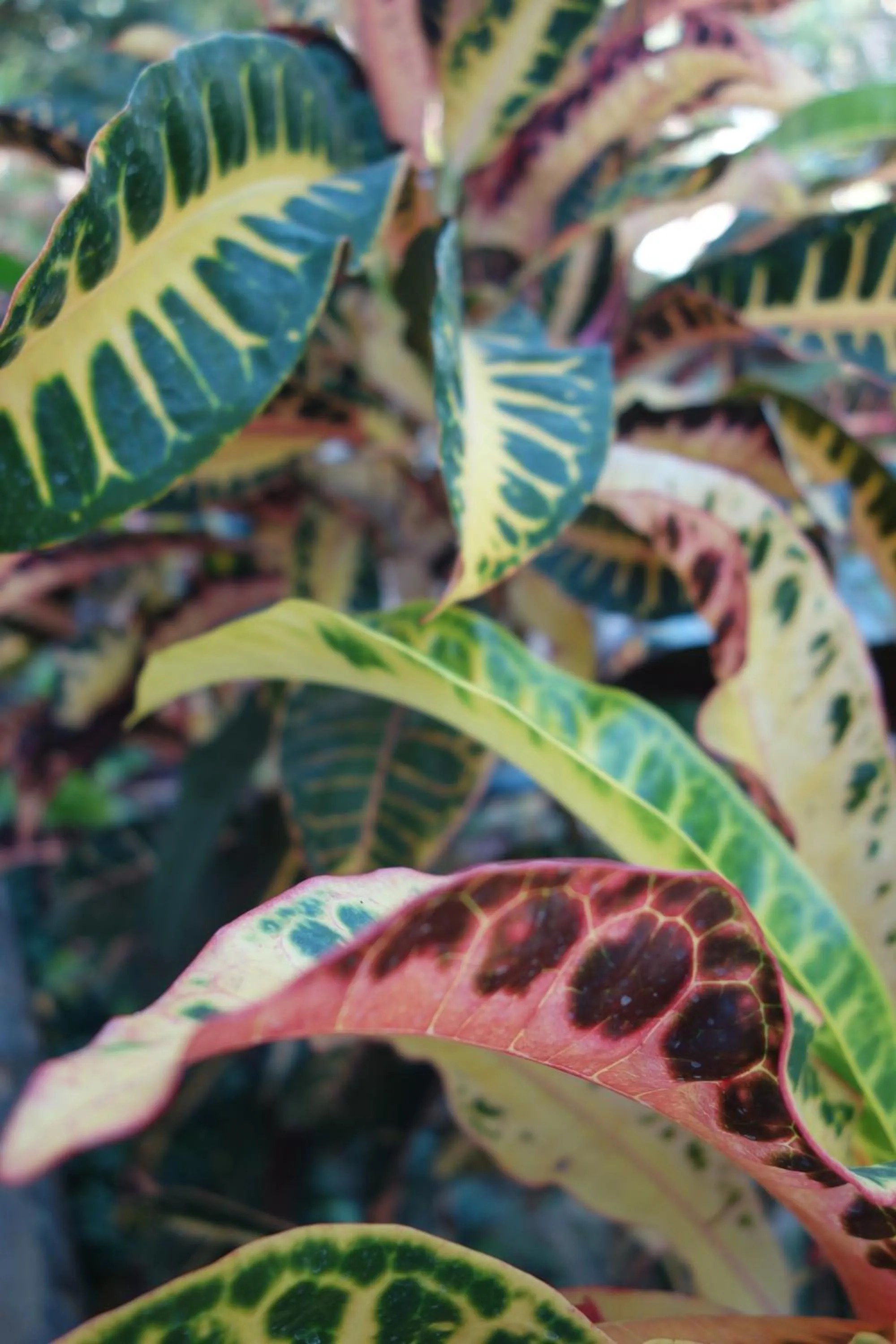 Garden in Lei Thar Gone Guest House