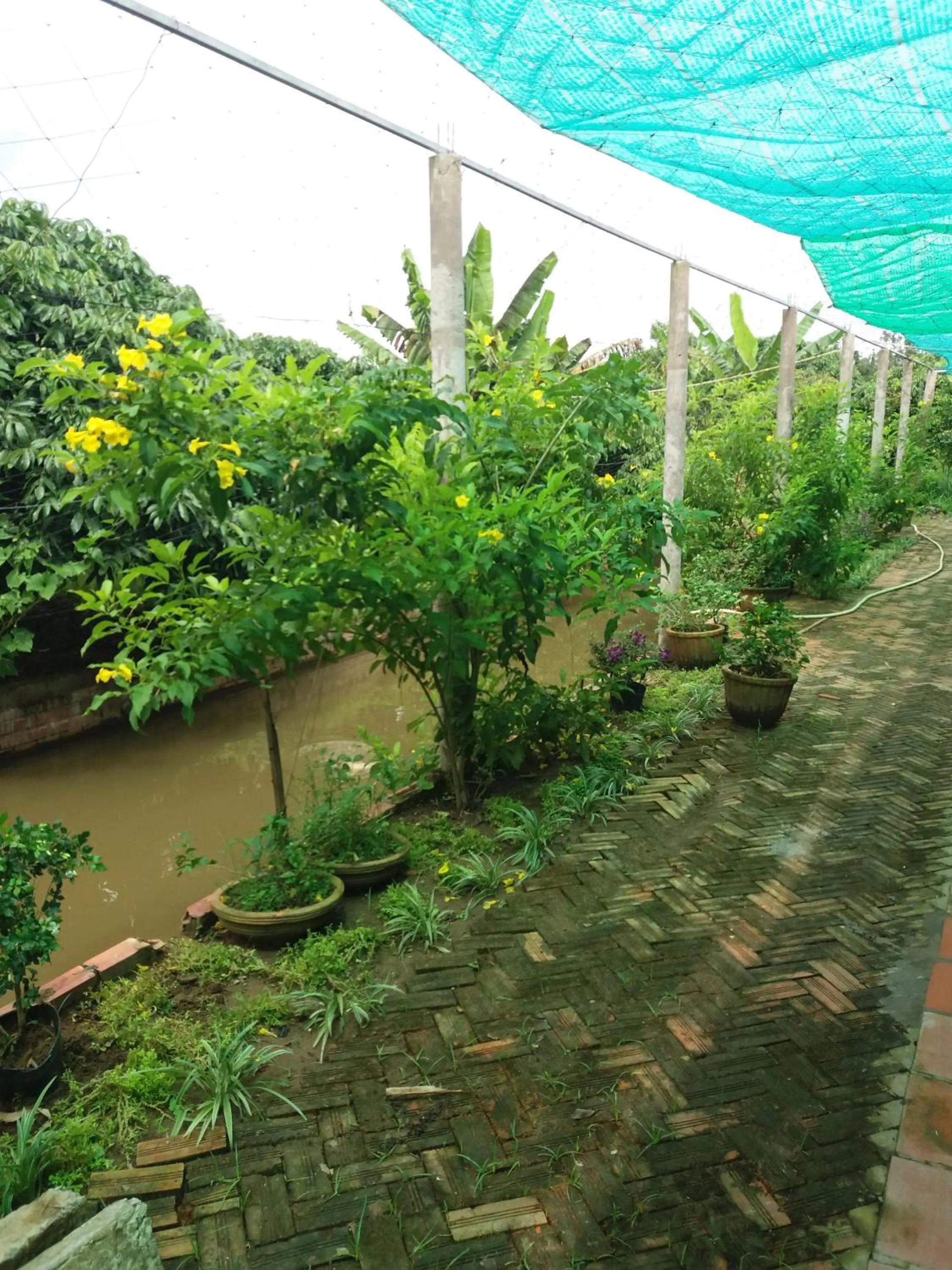 Garden view in Ba Linh Homestay