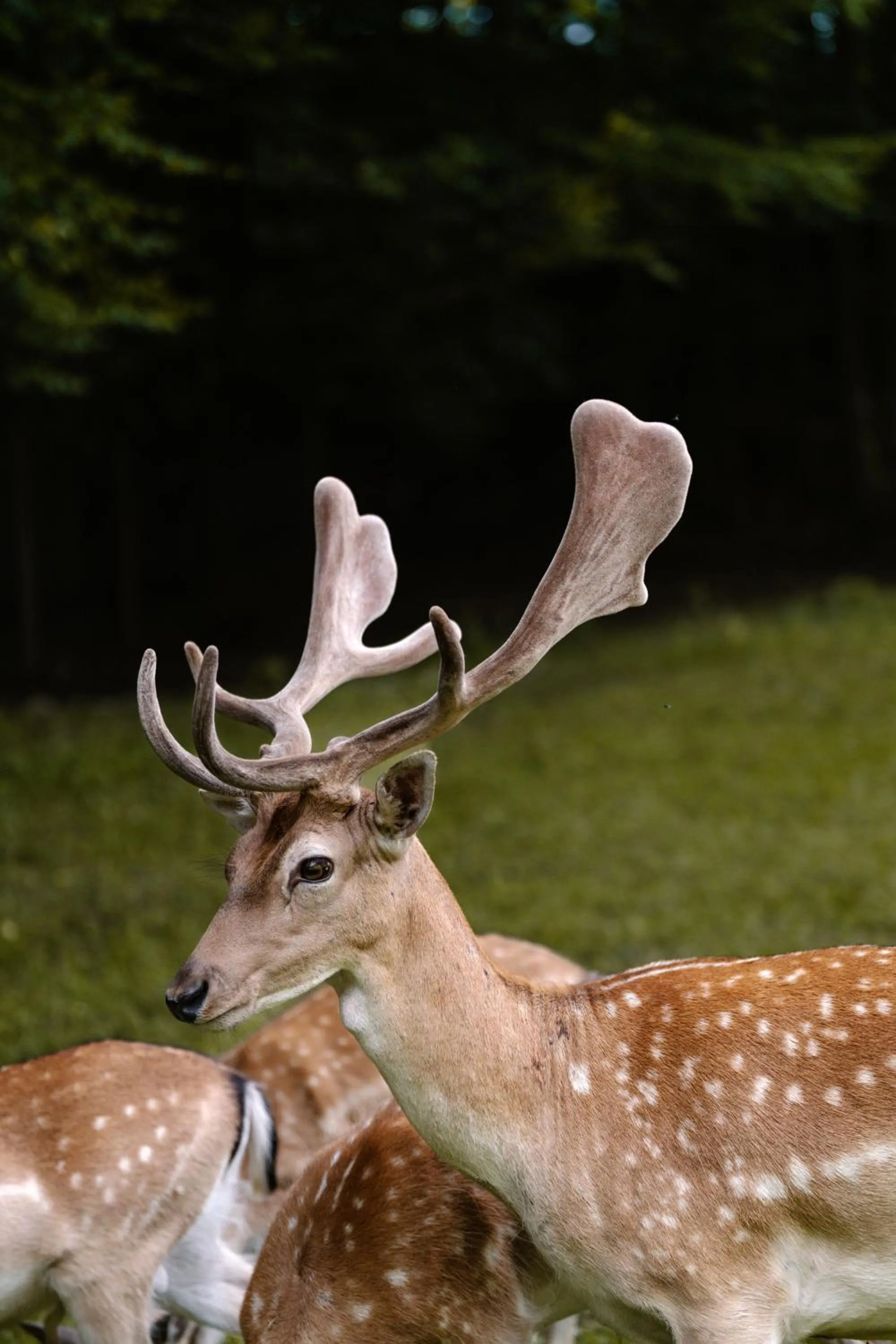 Guest House Pod Grebenom