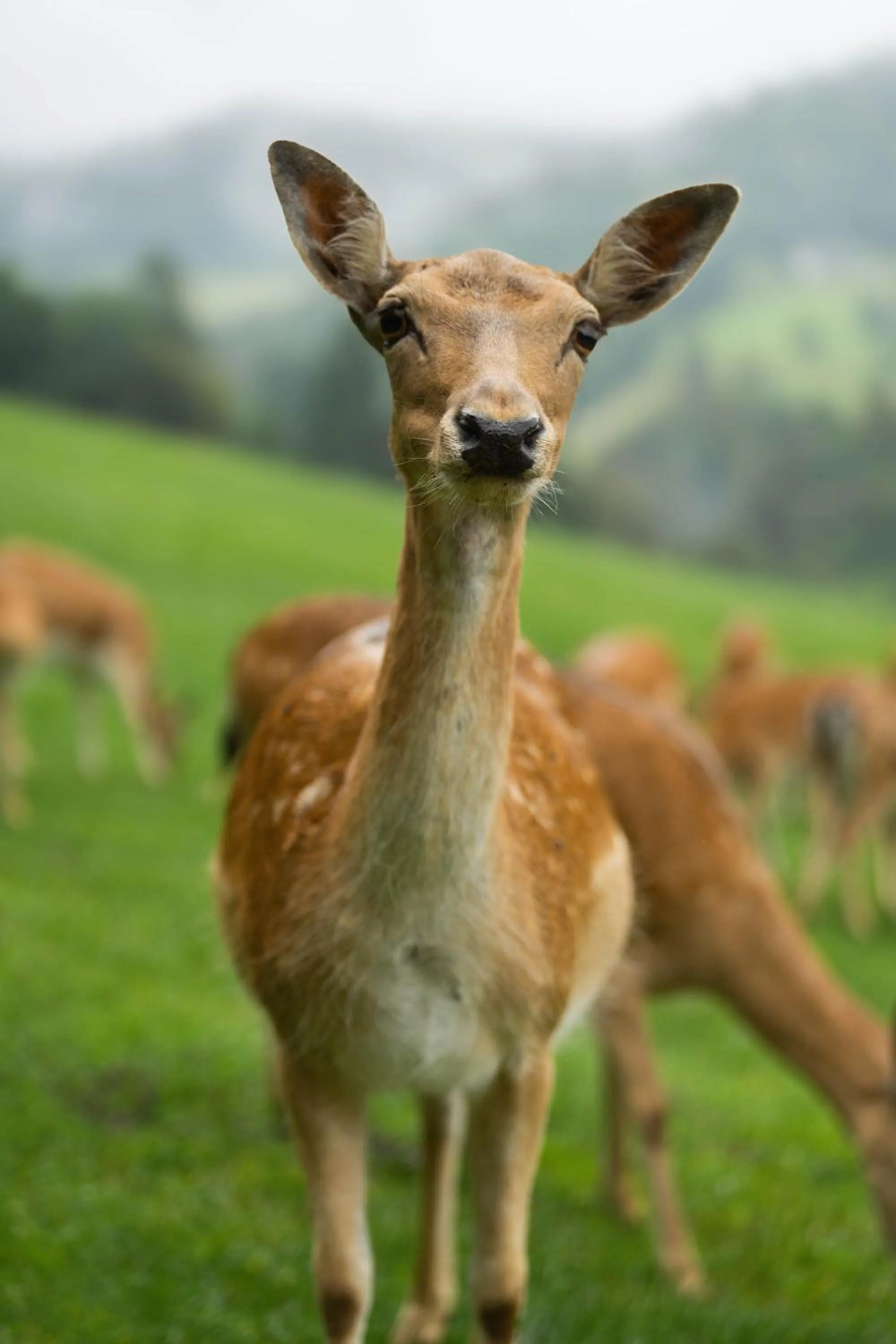 Guest House Pod Grebenom