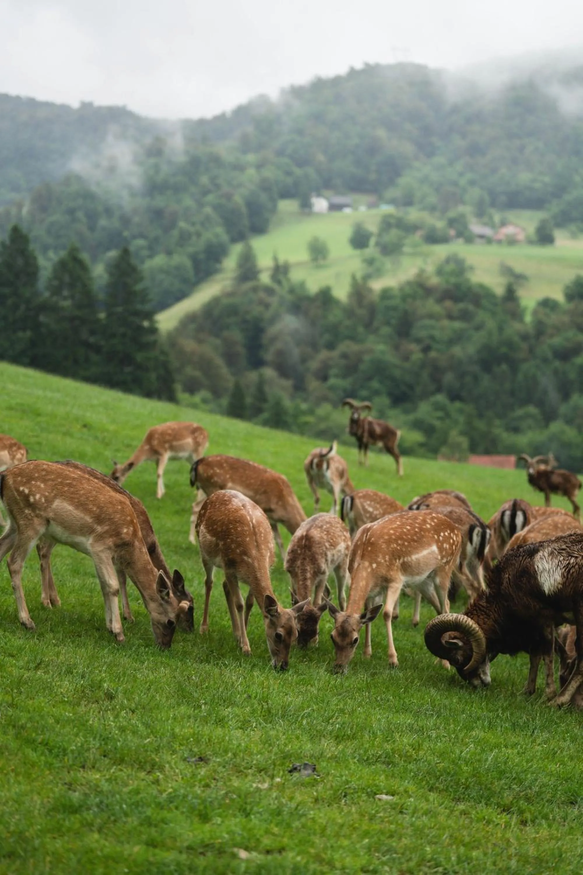 Guest House Pod Grebenom