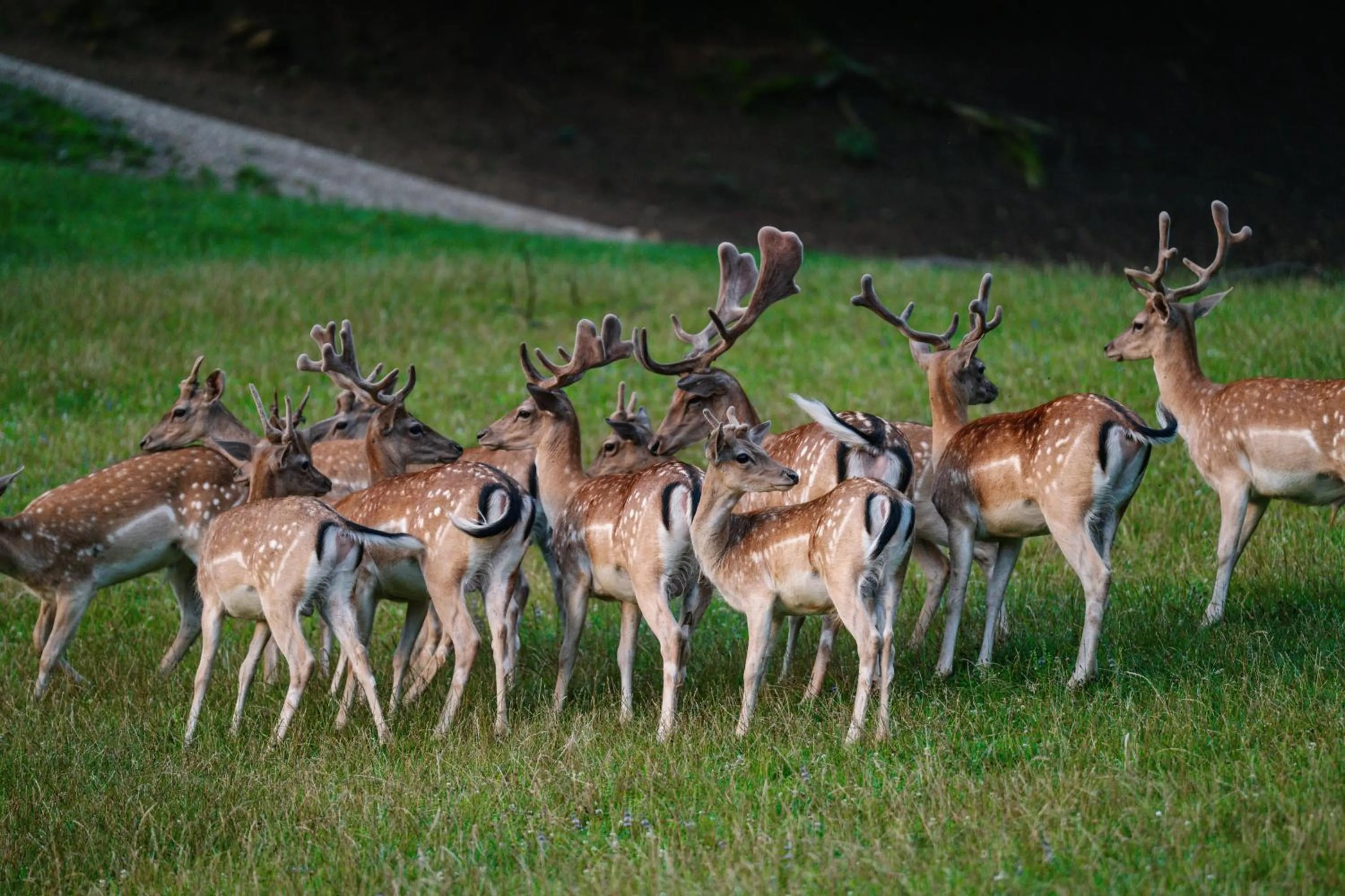 Guest House Pod Grebenom