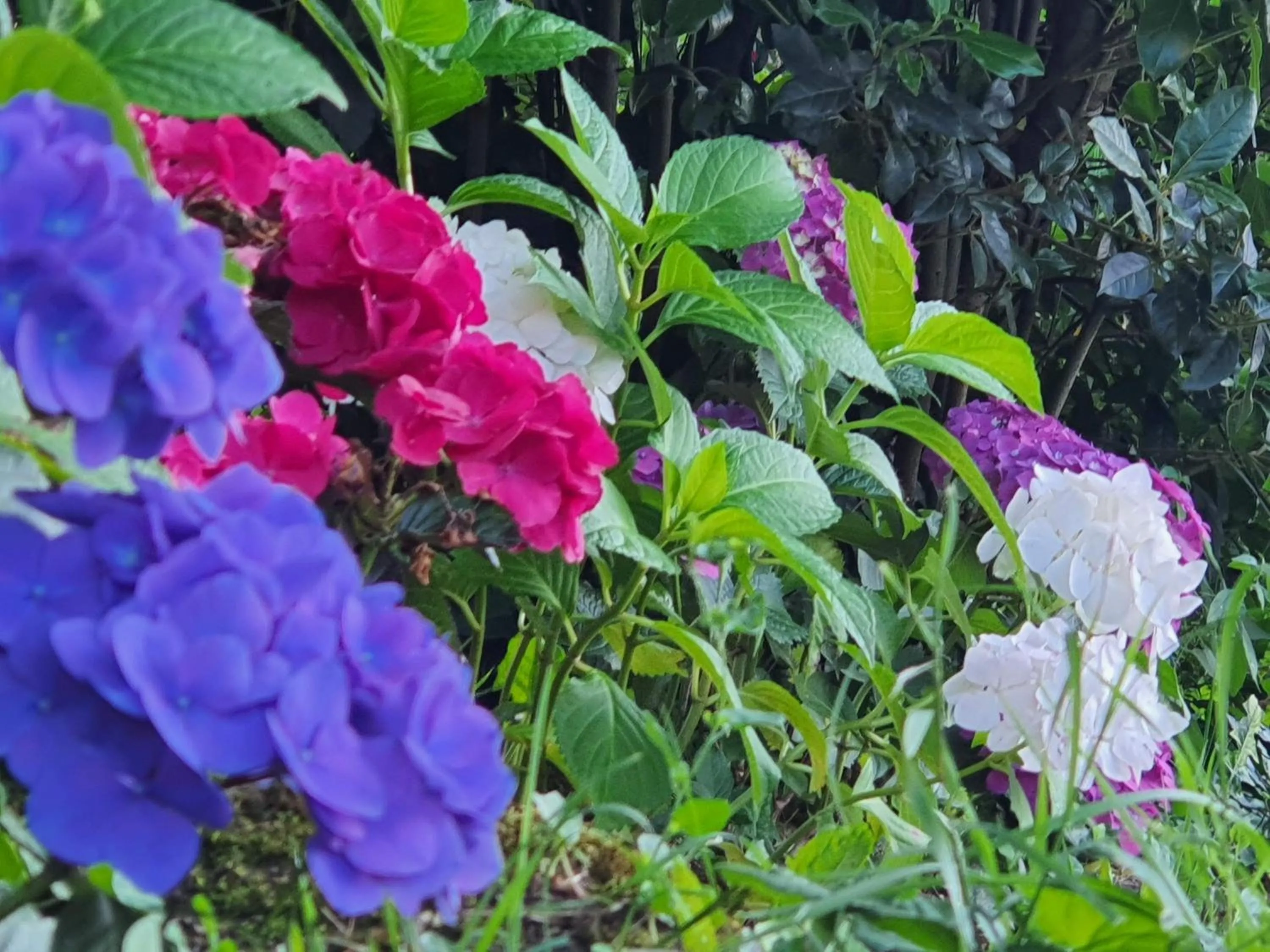 Garden in Le Clos Réaud