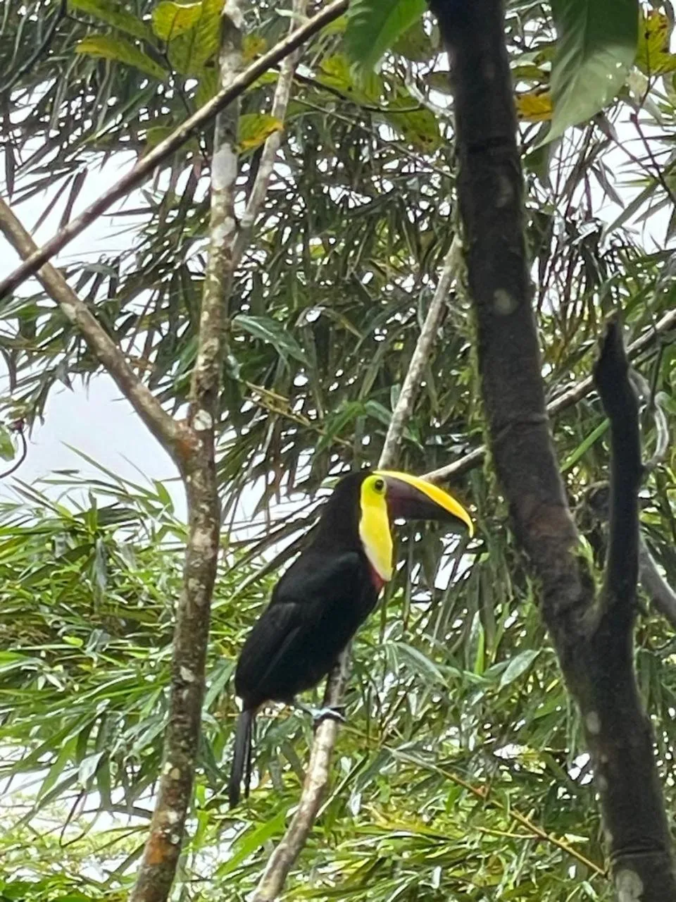 Garden in Kakao Lodge & Garden Río Celeste