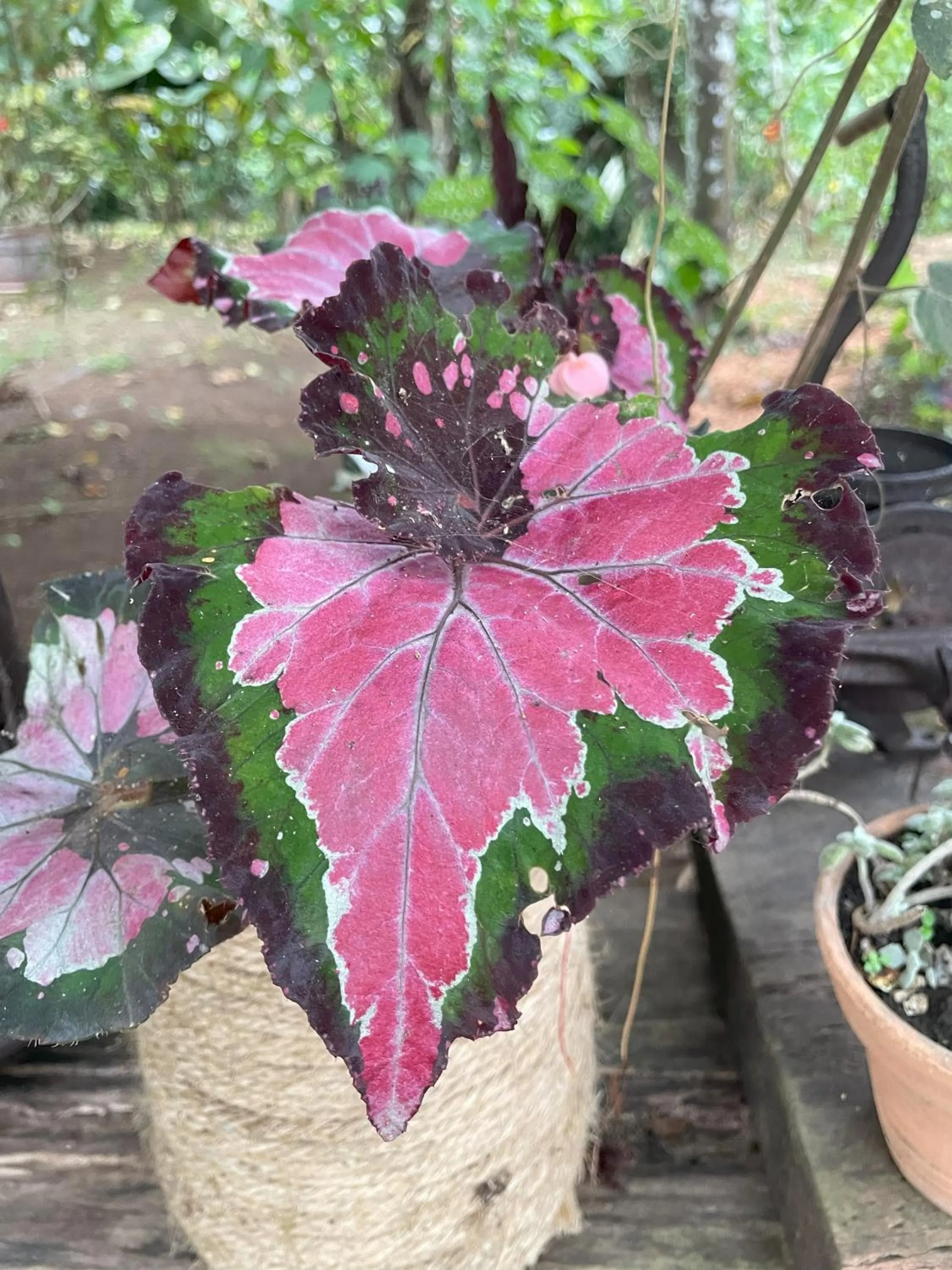 Garden in Kakao Lodge & Garden Río Celeste