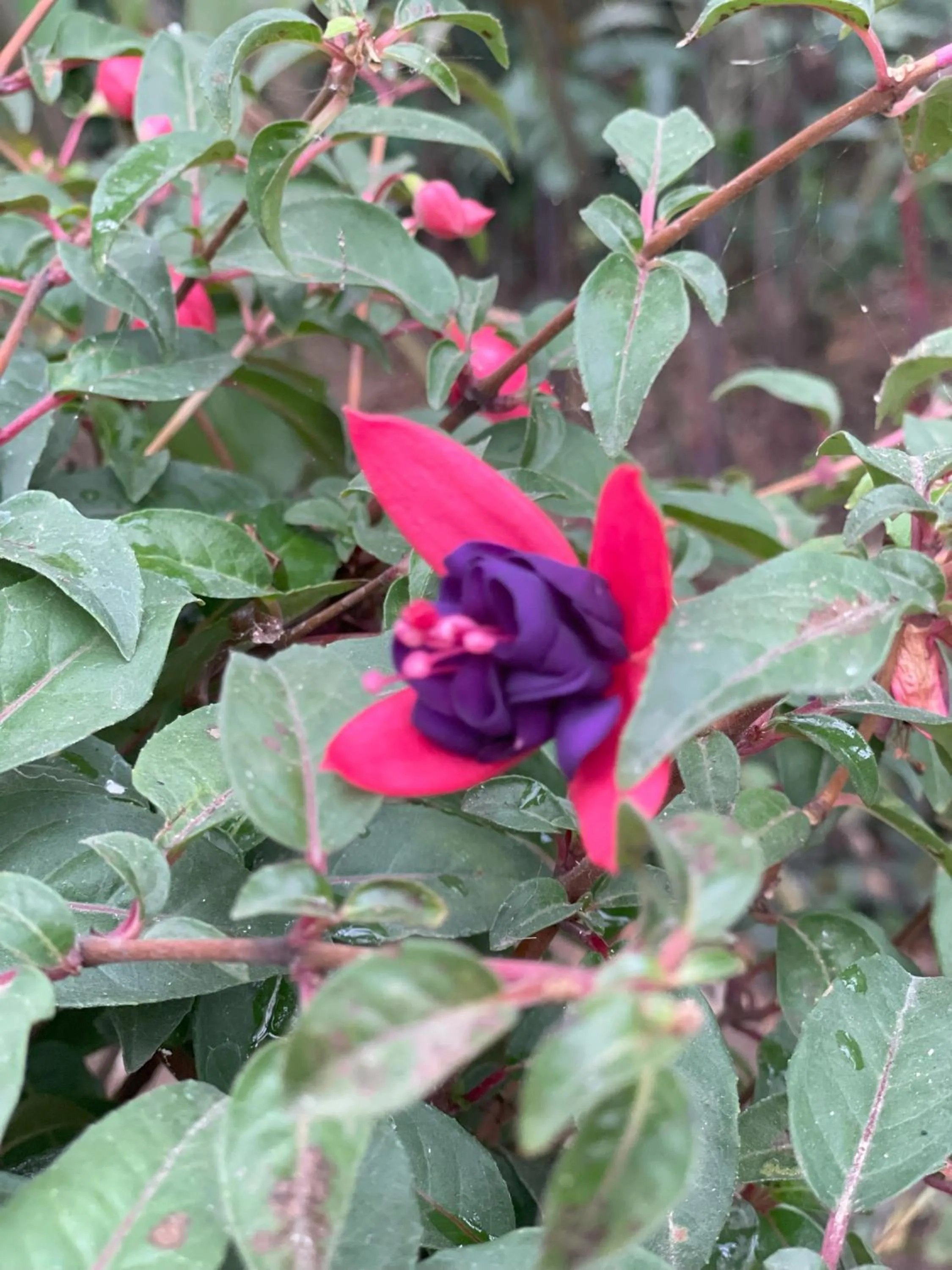 Garden in Kakao Lodge & Garden Río Celeste