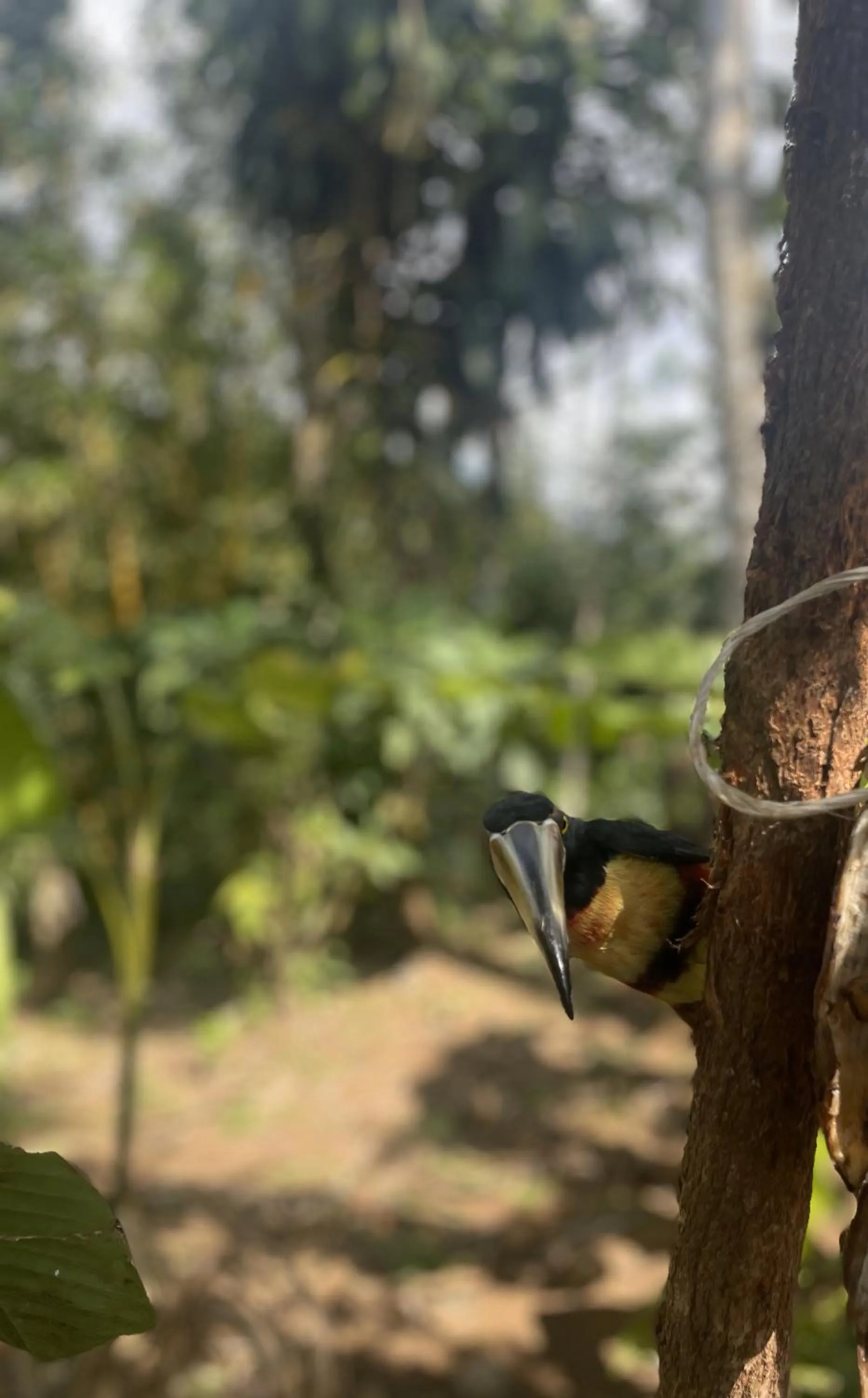 Garden in Kakao Lodge & Garden Río Celeste