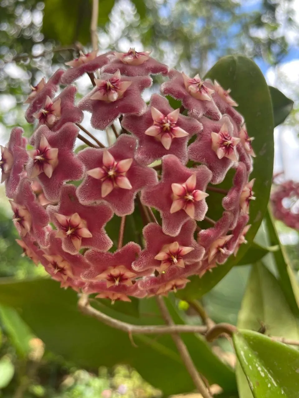 Garden in Kakao Lodge & Garden Río Celeste