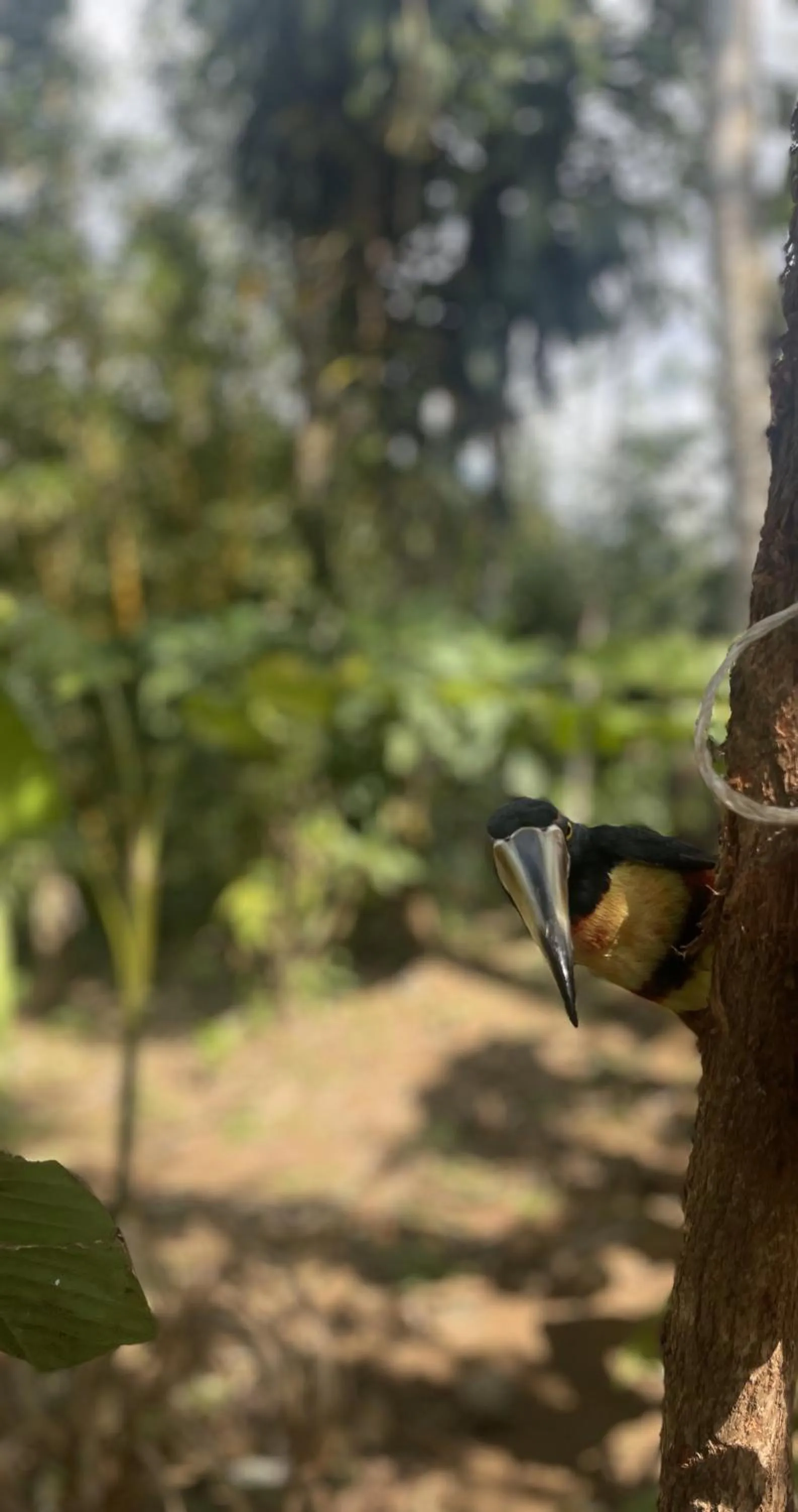 Garden in Kakao Lodge & Garden Río Celeste
