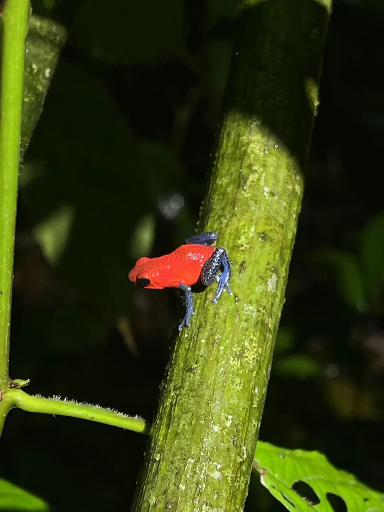 Natural landscape in Kakao Lodge & Garden Río Celeste Natural landscape in Kakao Lodge & Garden Río Celeste