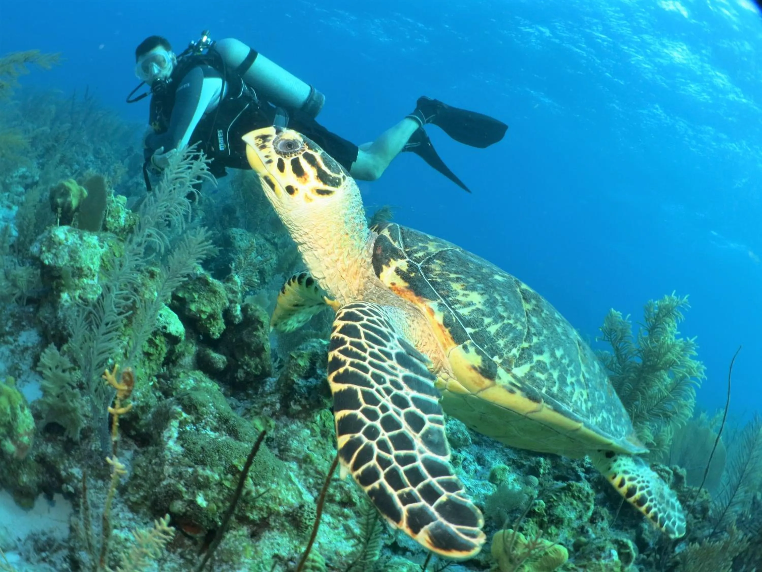 Property building in Paul's eco kitnets da praia & Nemo dive, centro de mergulho