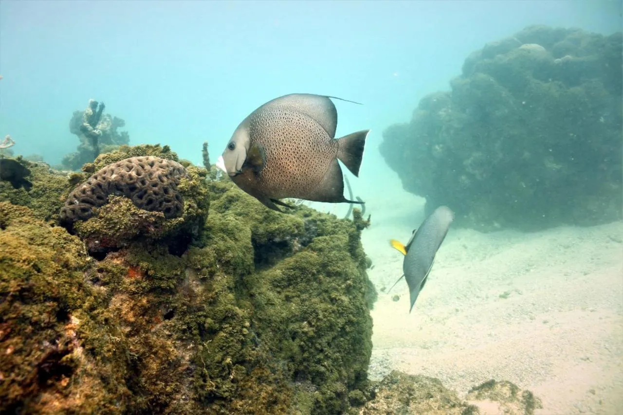 Paul's eco kitnets da praia & Nemo dive, centro de mergulho