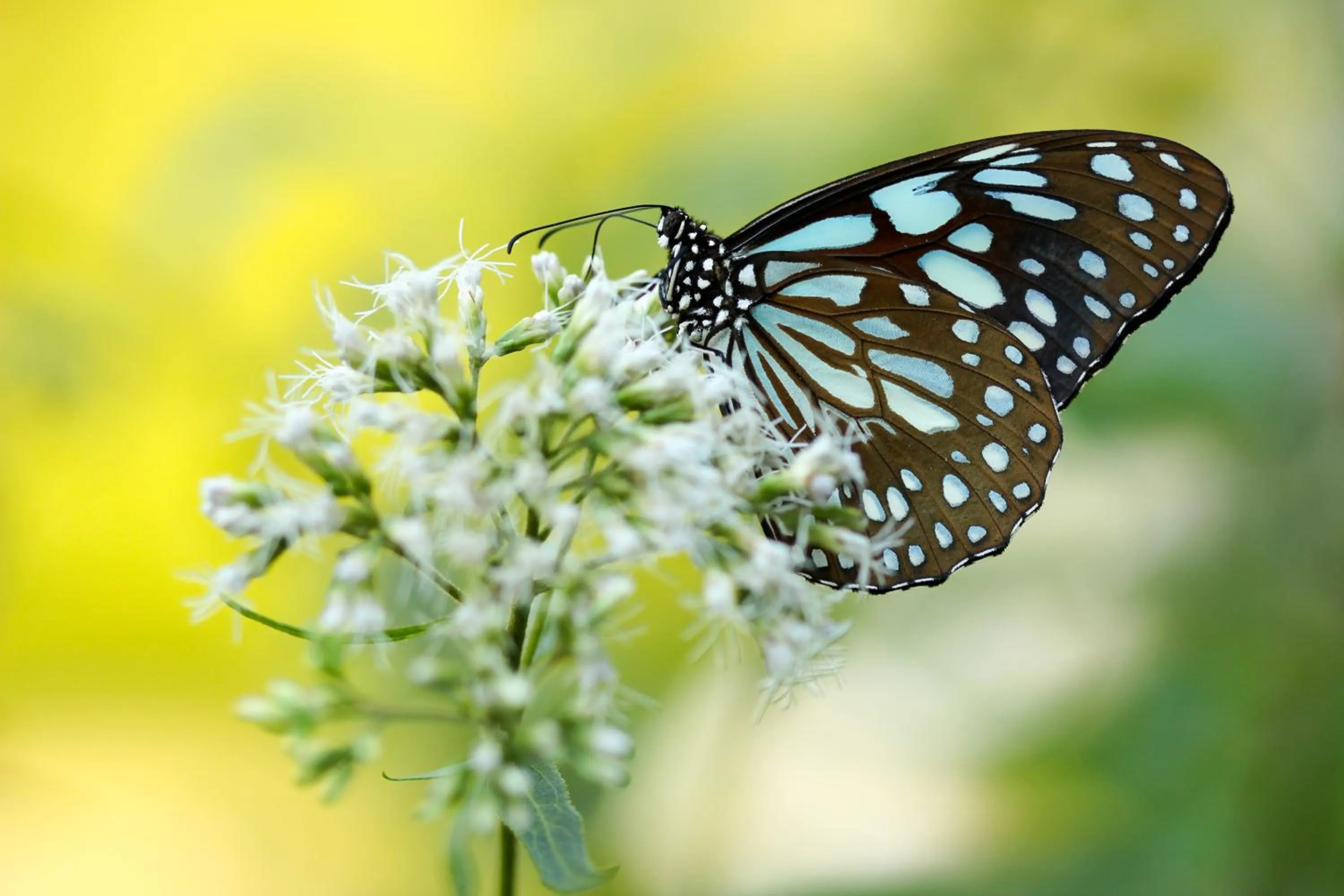 Spring in Domaine du Moulin d'Asselborn