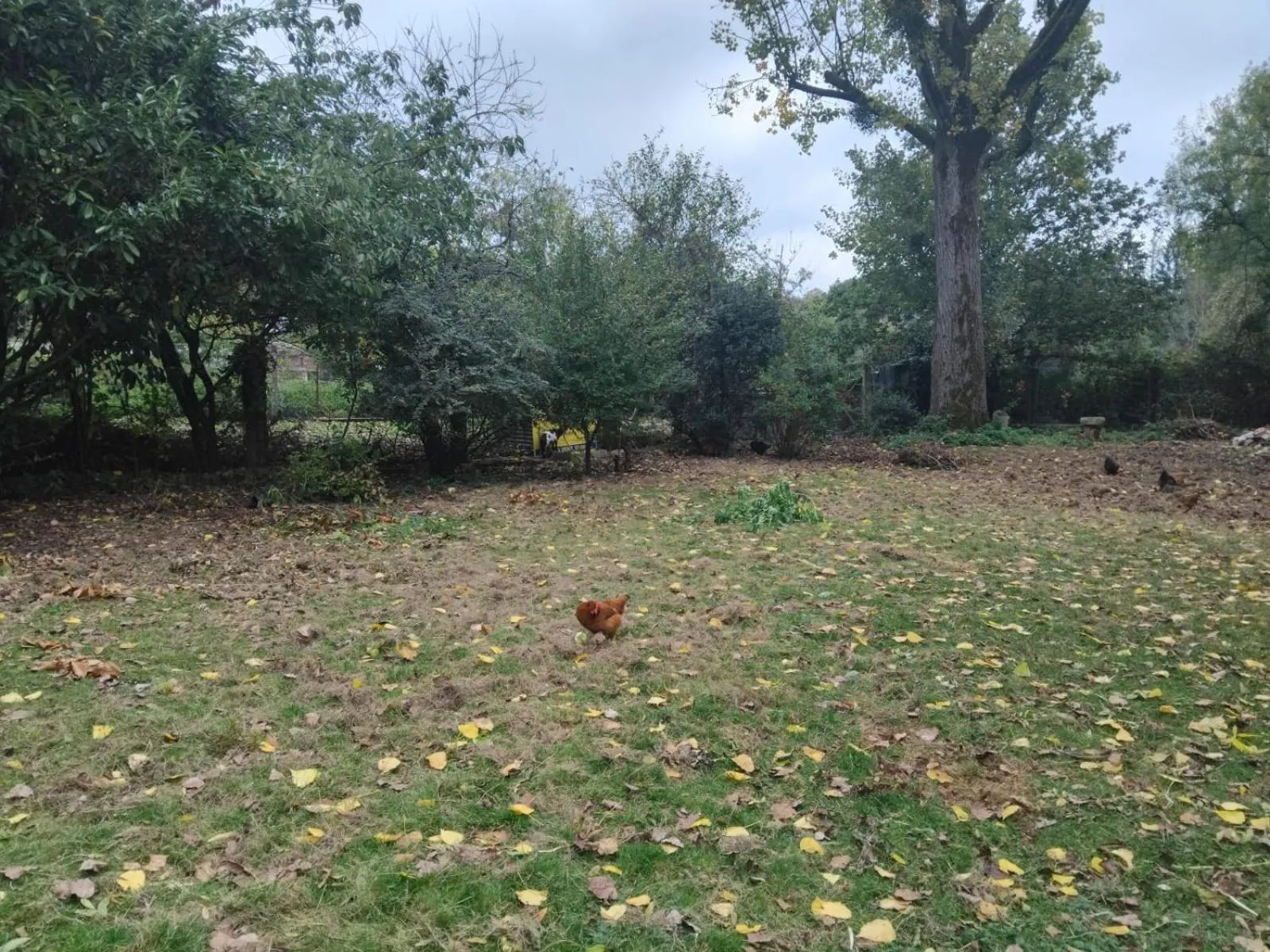 Garden in Gite Le Relais Saint Michel