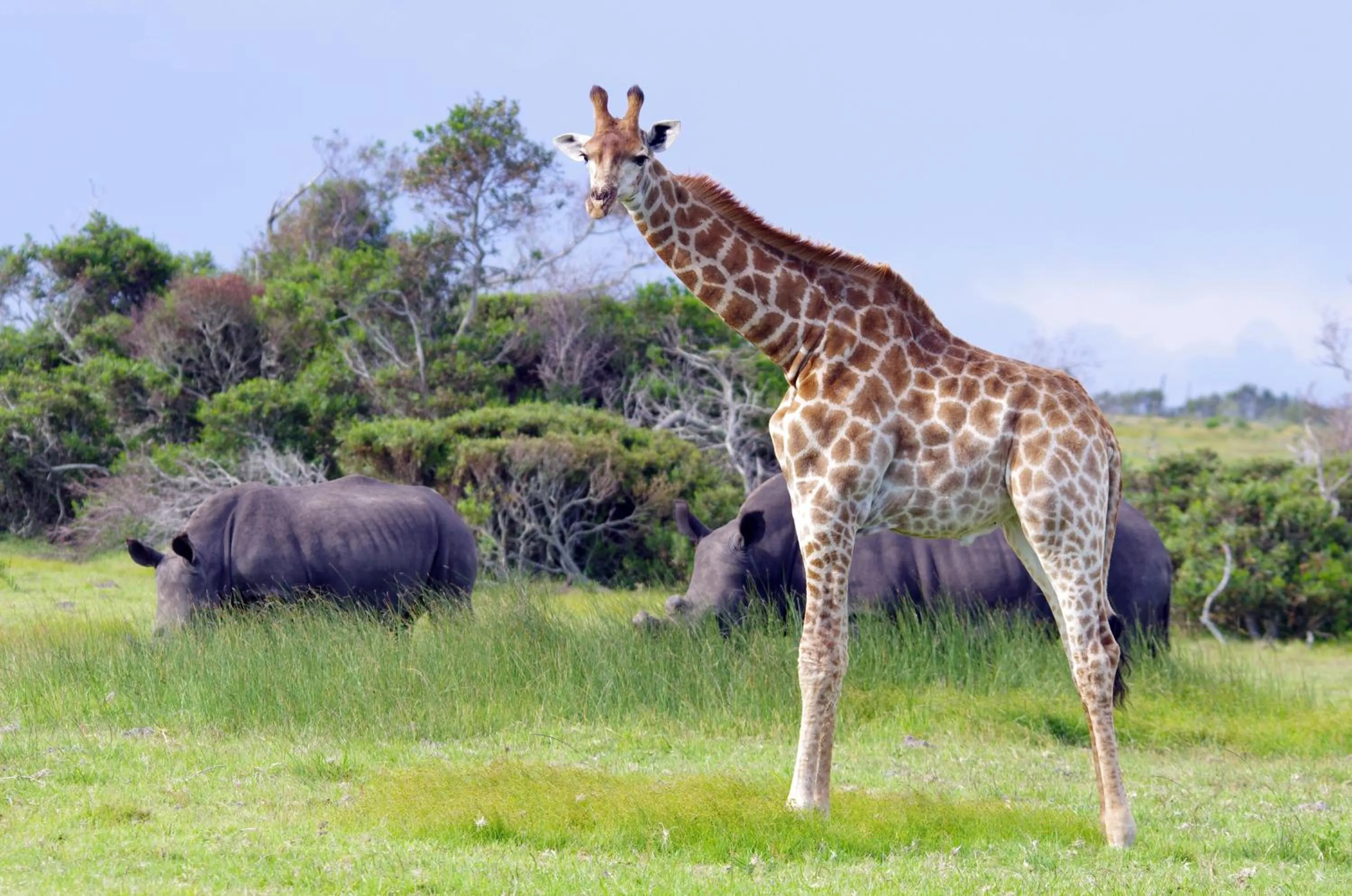 Animals in Kragga Kamma Game Park