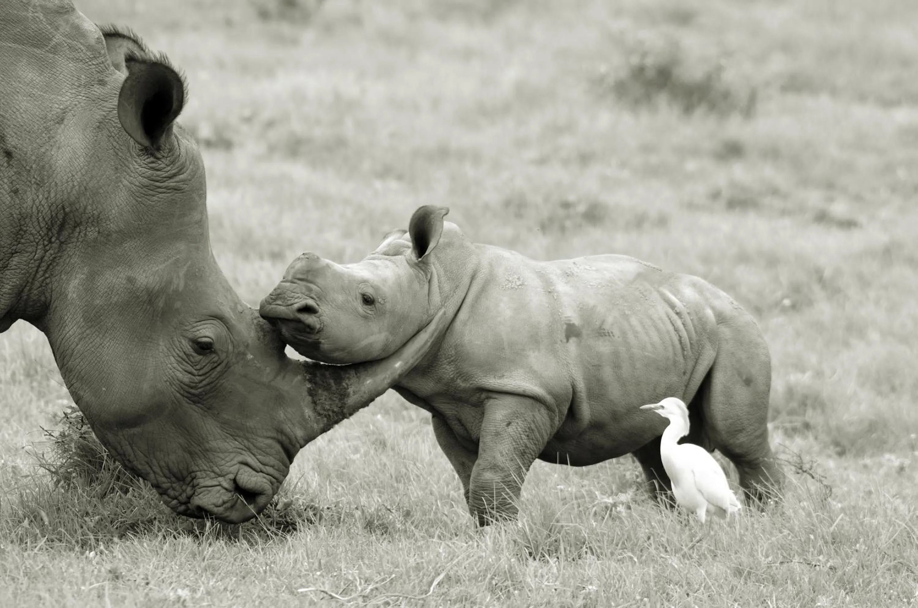 Animals in Kragga Kamma Game Park