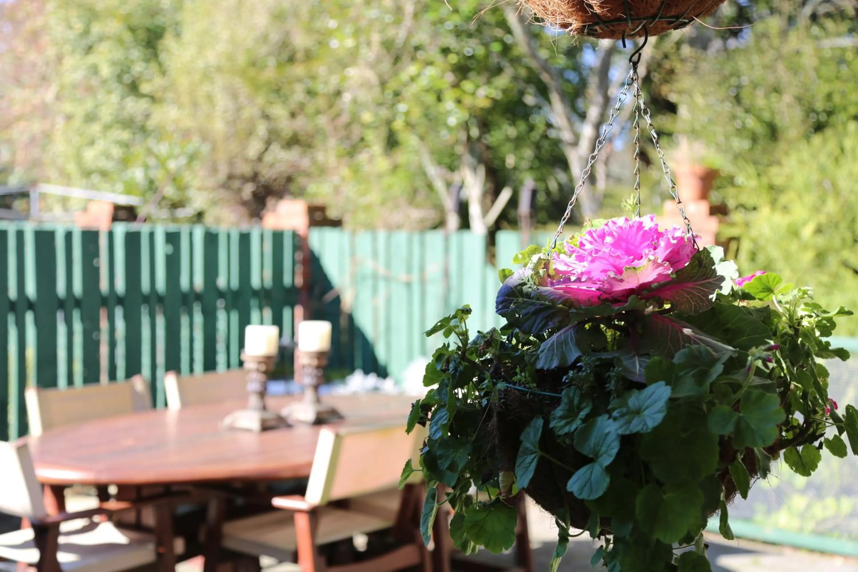 Garden in Regan House