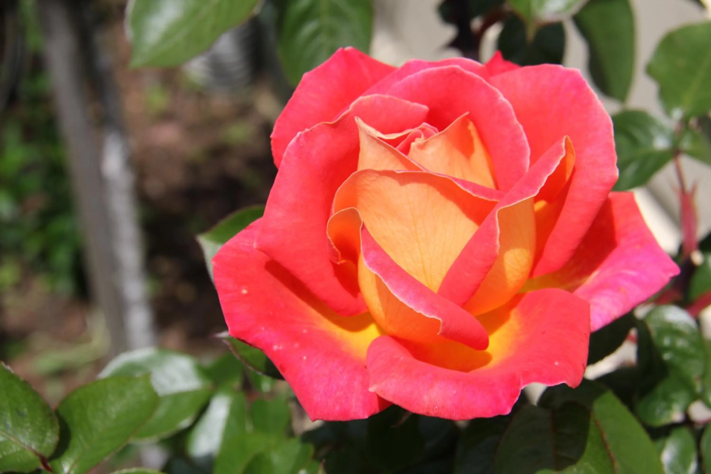 Garden in Regan House