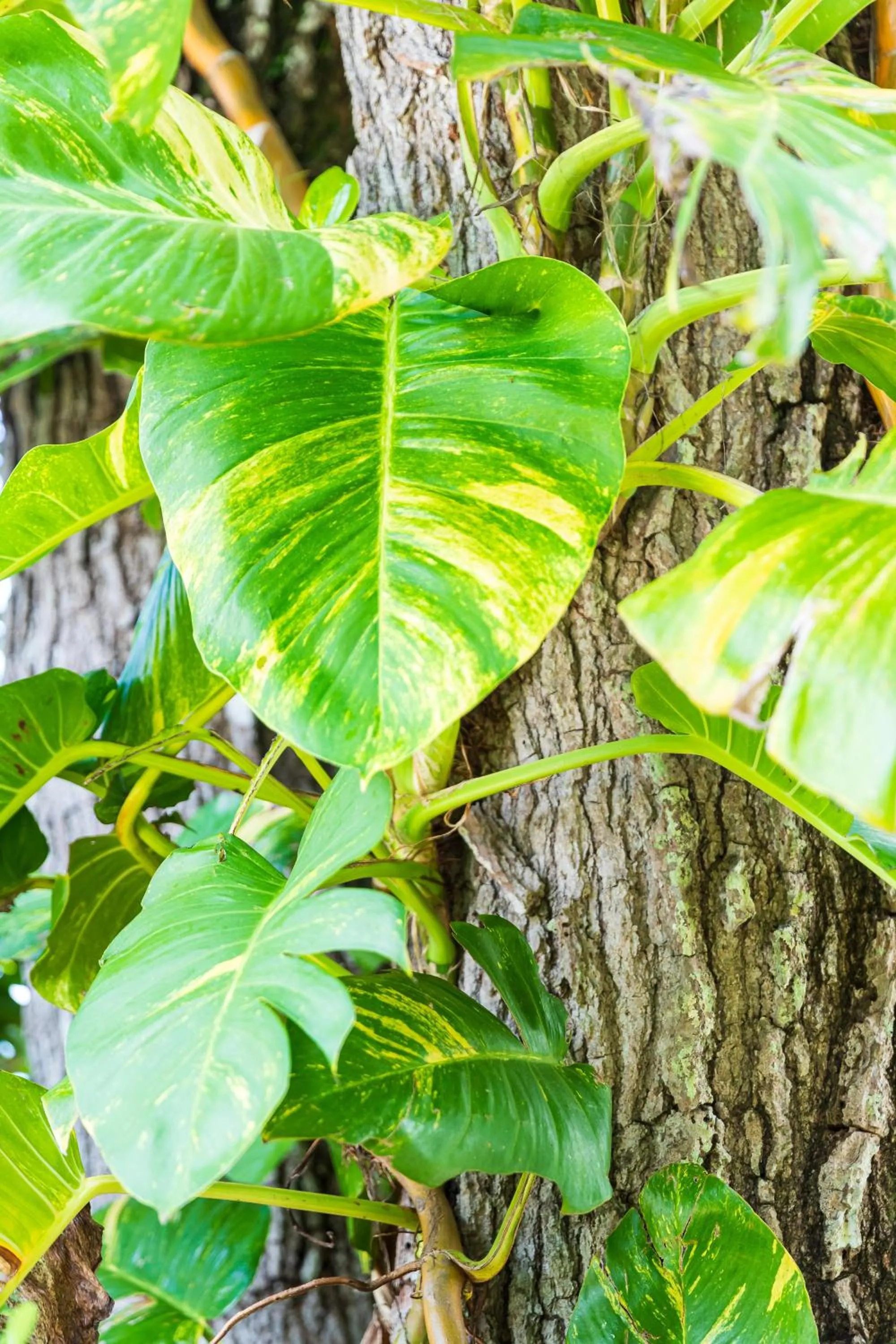 Garden in Hotel Boutique Lagarta Lodge