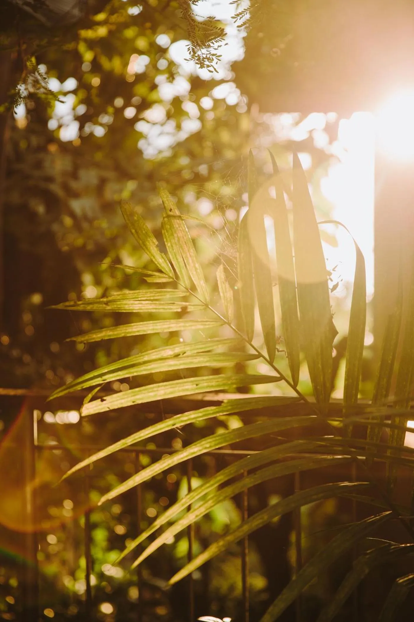 Garden in Hotel Boutique Lagarta Lodge
