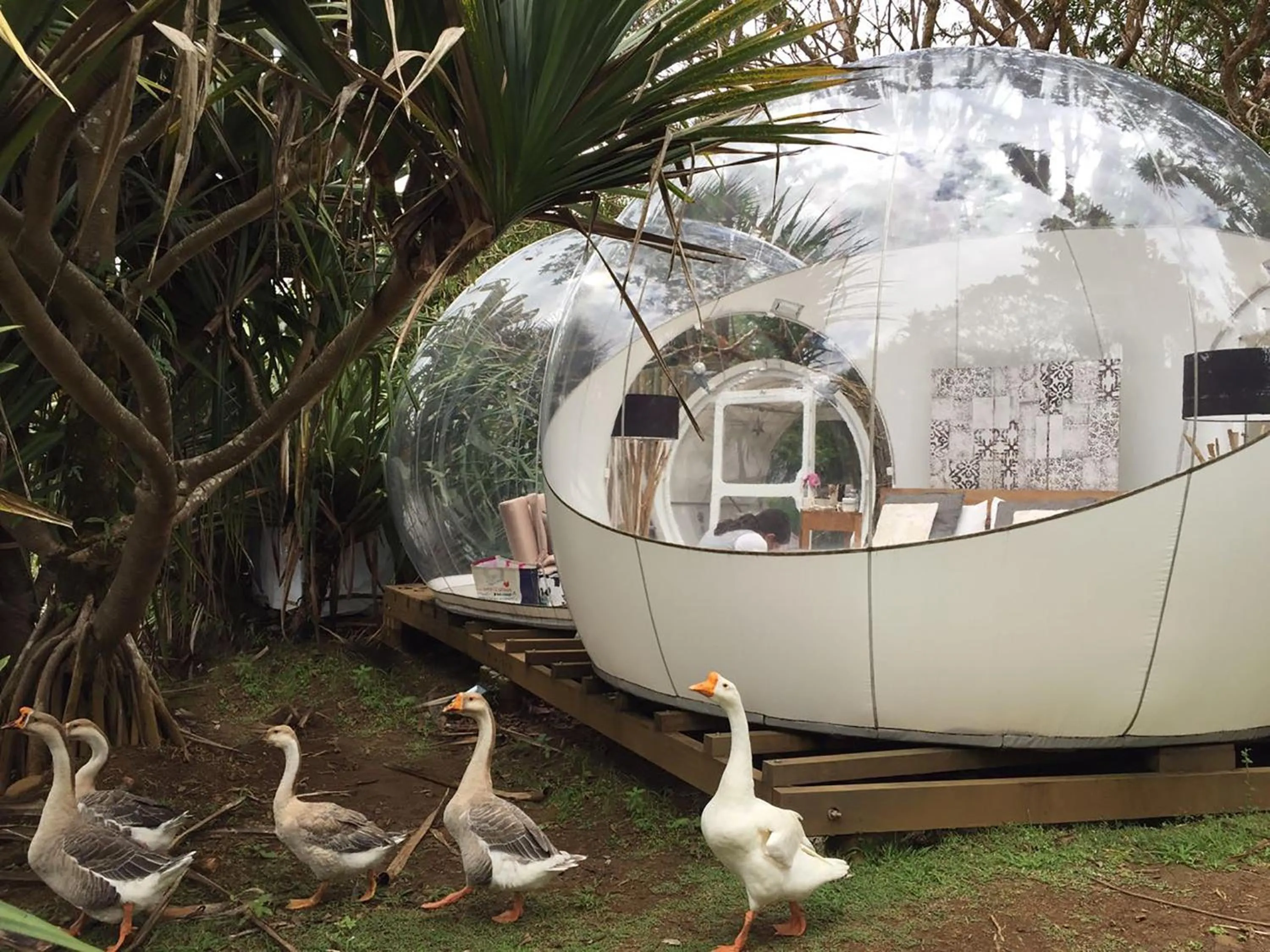 Bedroom in Bubble Lodge Bois Chéri Plantation