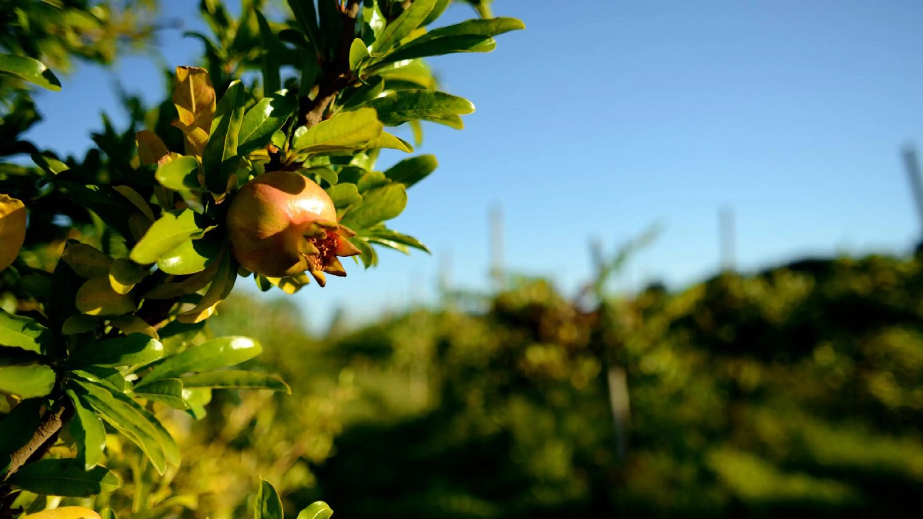 Other in Agriturismo Dartora