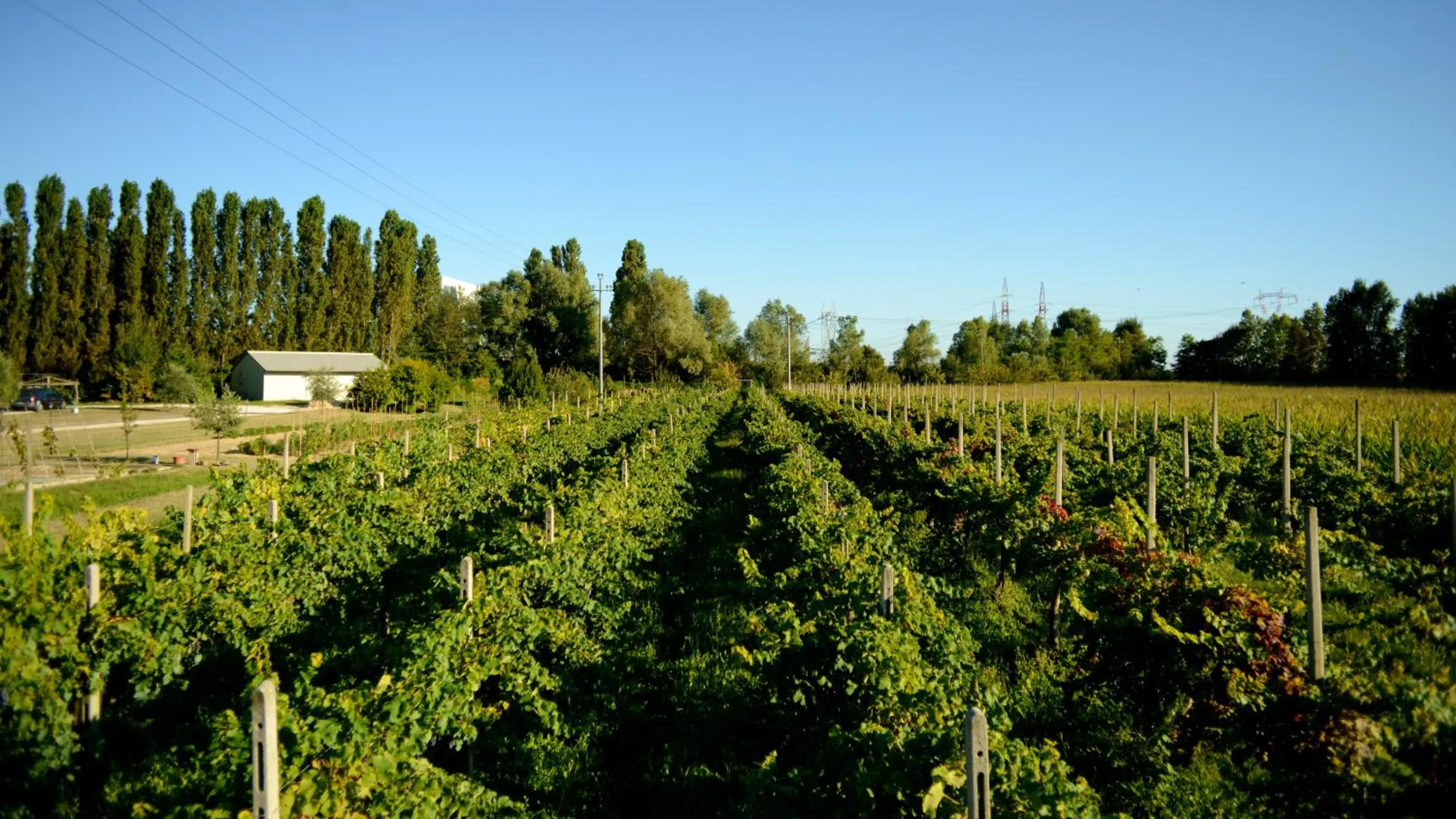 Other in Agriturismo Dartora