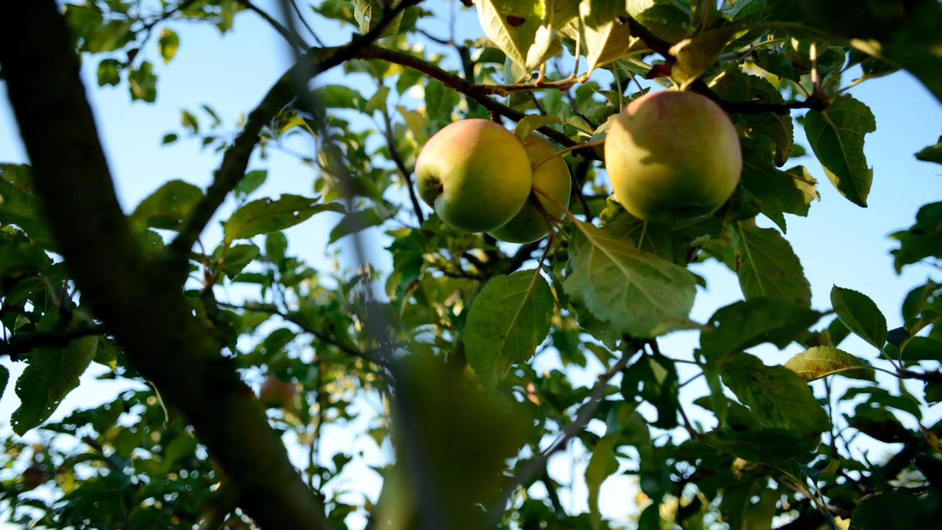 Other in Agriturismo Dartora