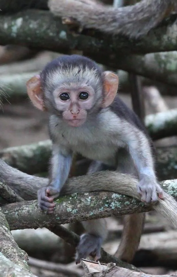 Animals in Hunters B&B