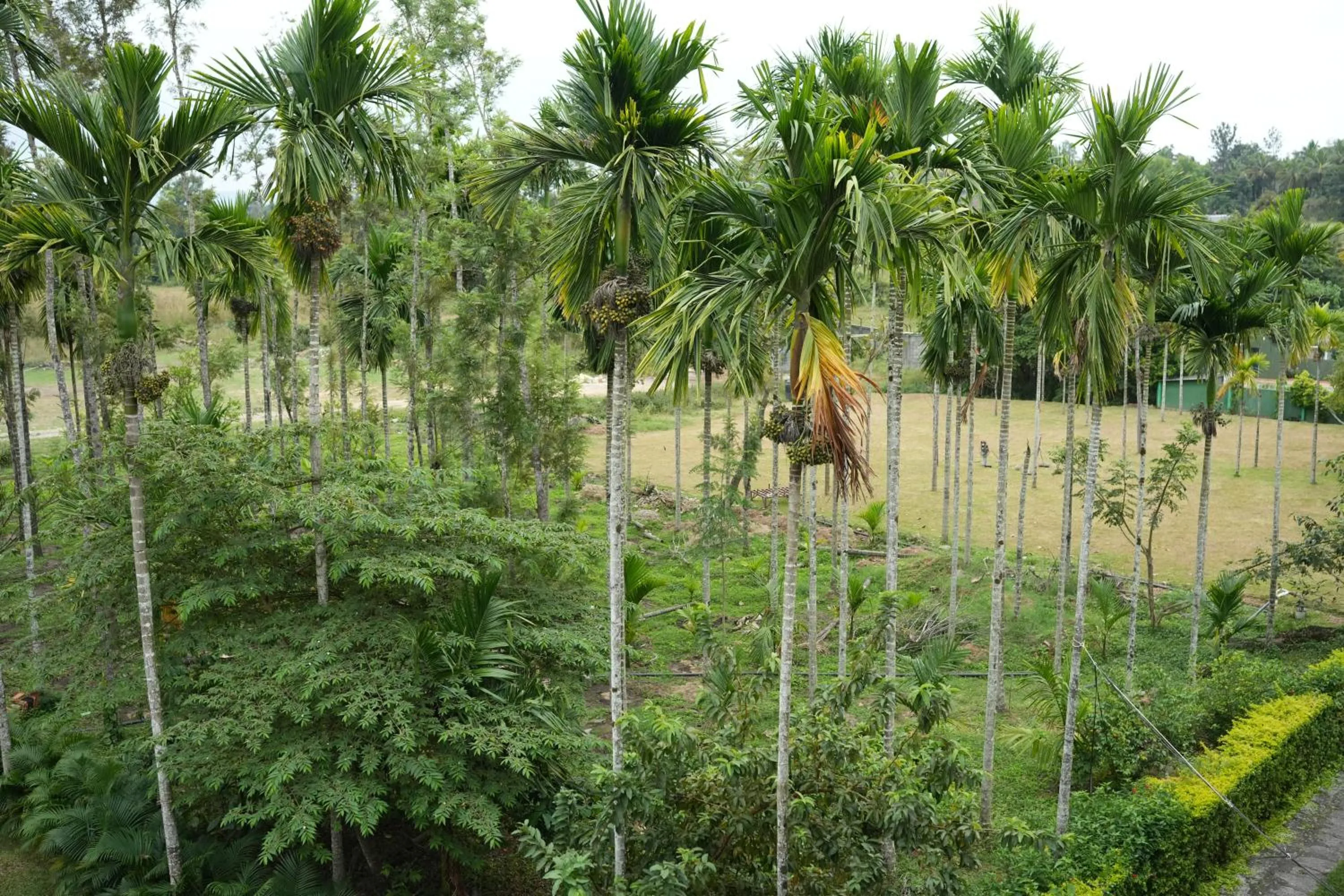 Garden view in Palm Era Resorts