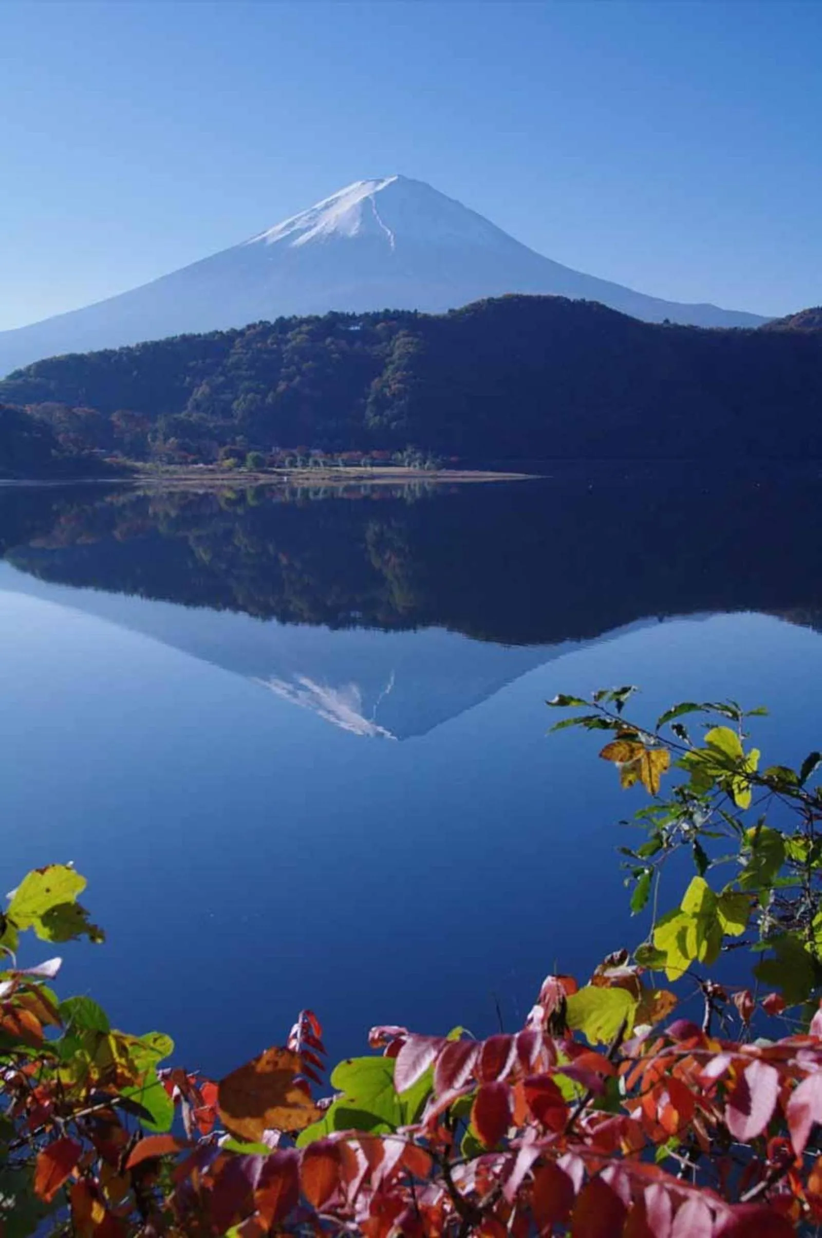 Seasons in VILLA Lupinus Kawaguchiko