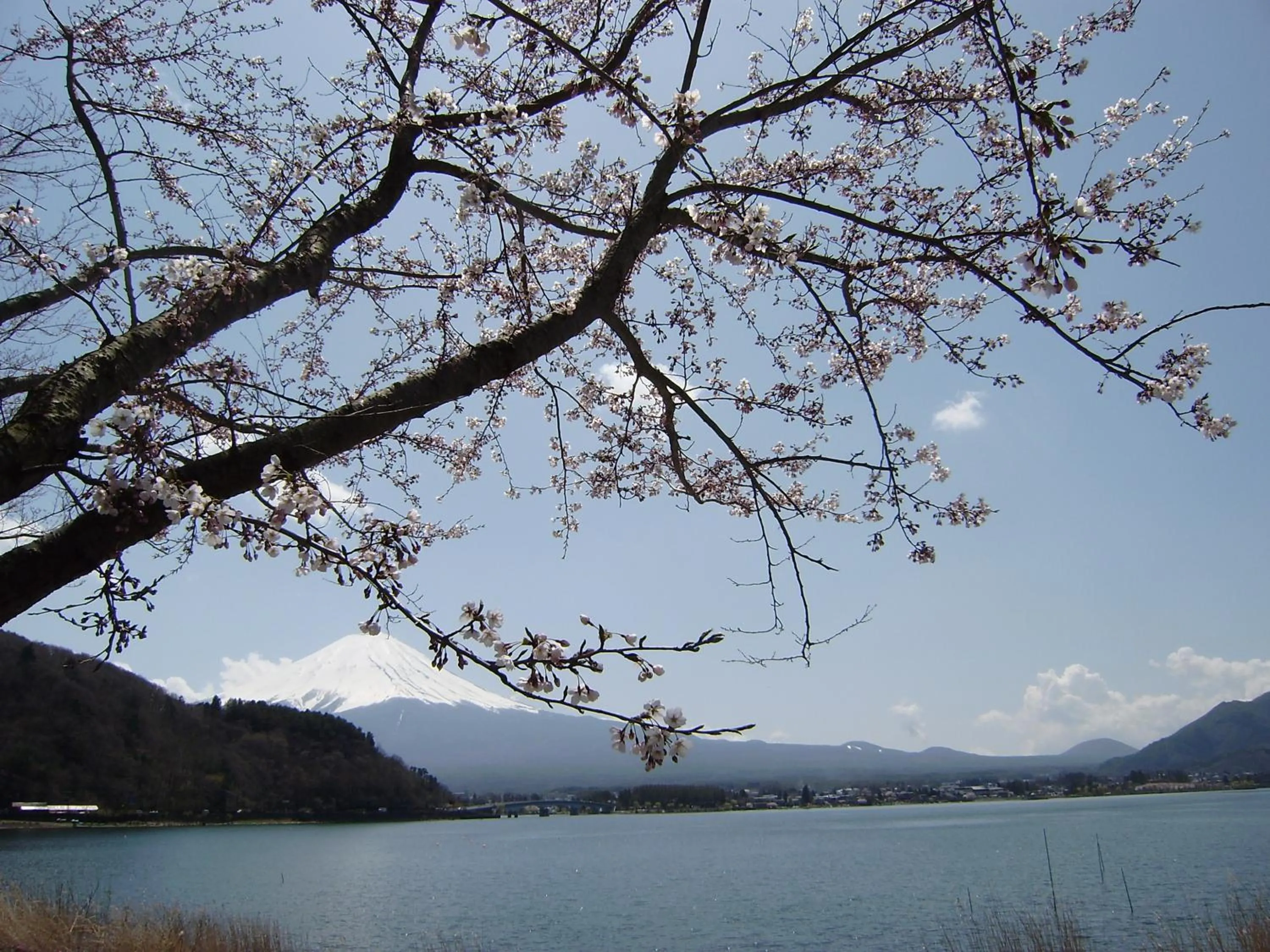 Seasons in VILLA Lupinus Kawaguchiko