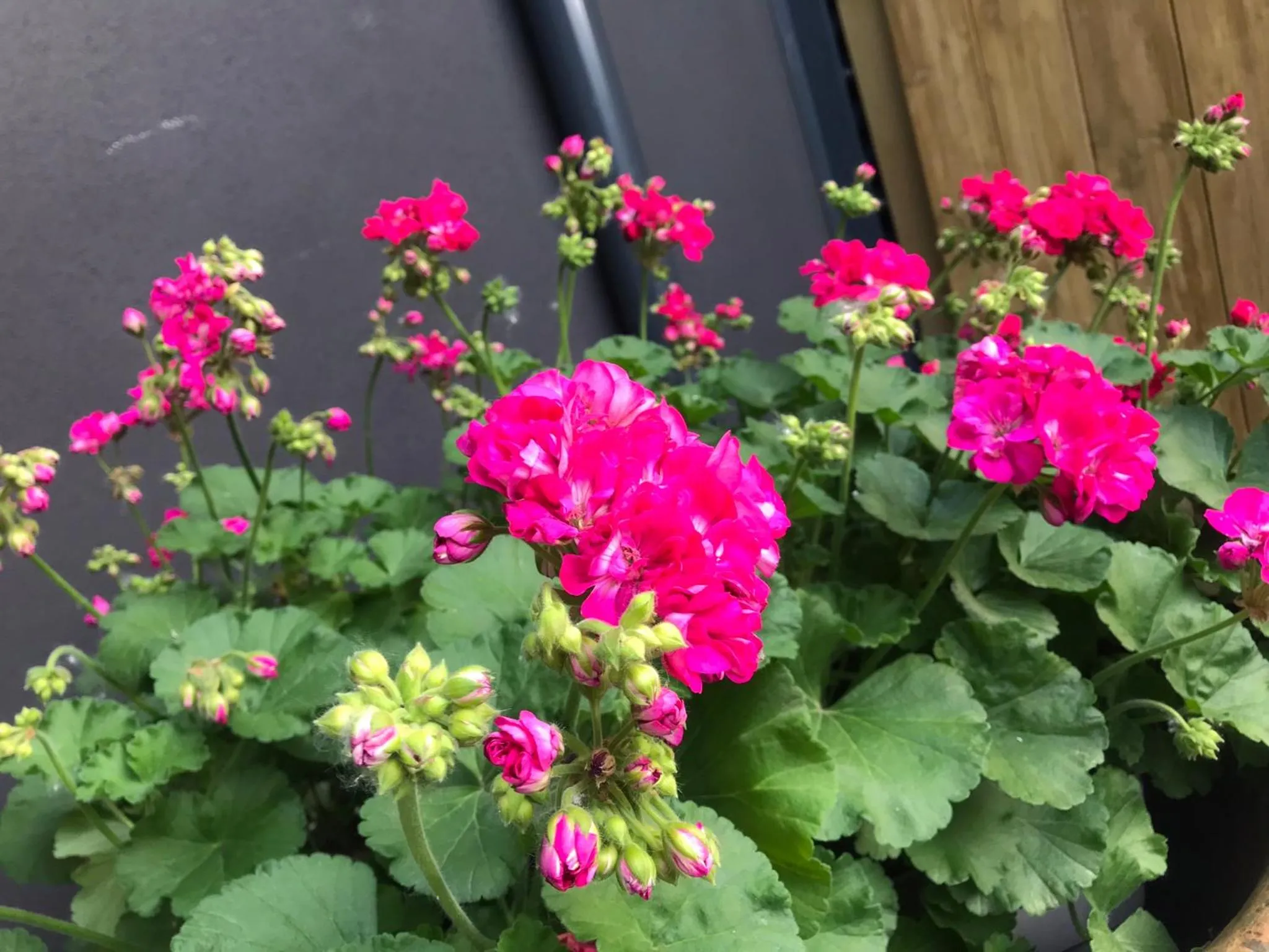 Garden in Villetta d'Este