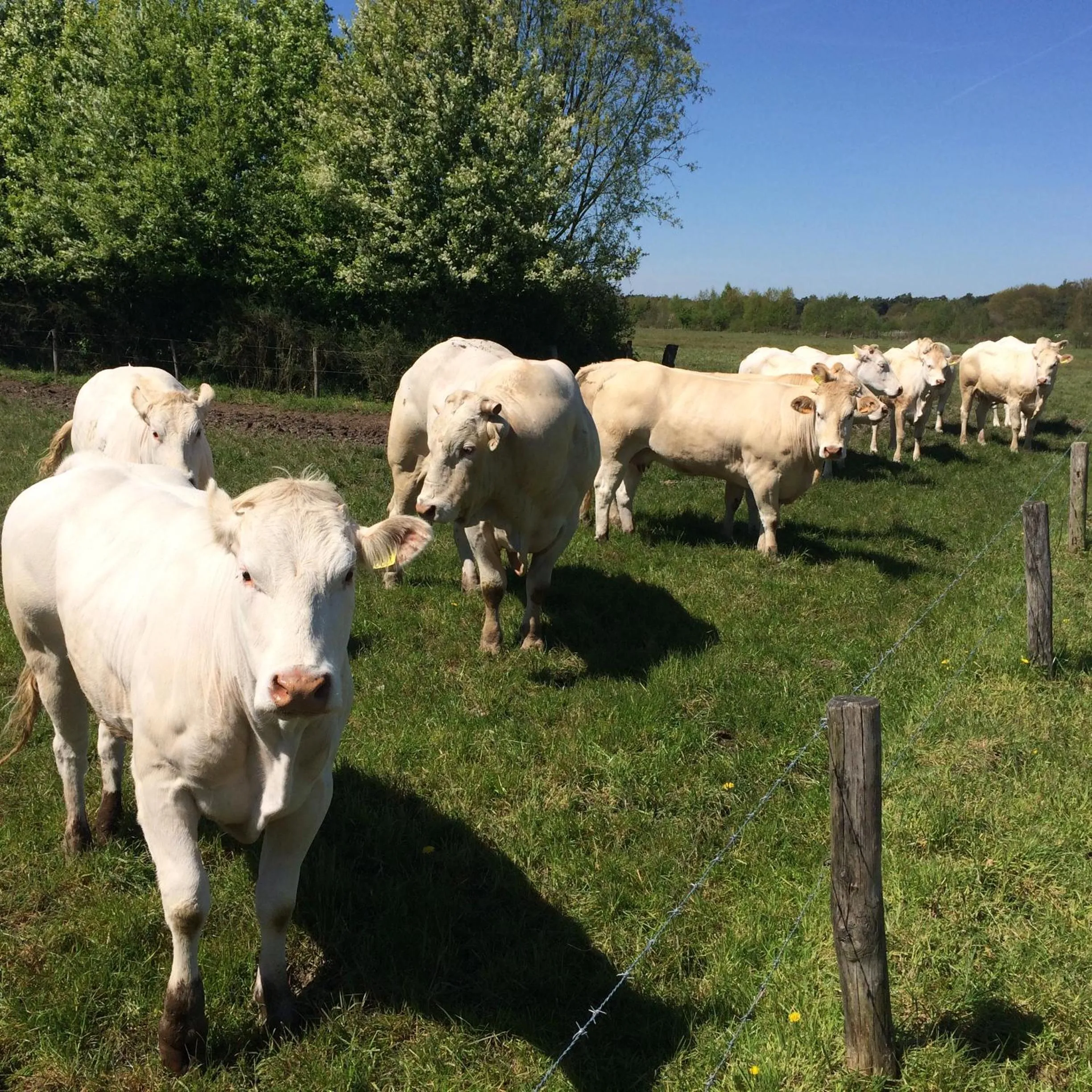 Pets in De Zandkant