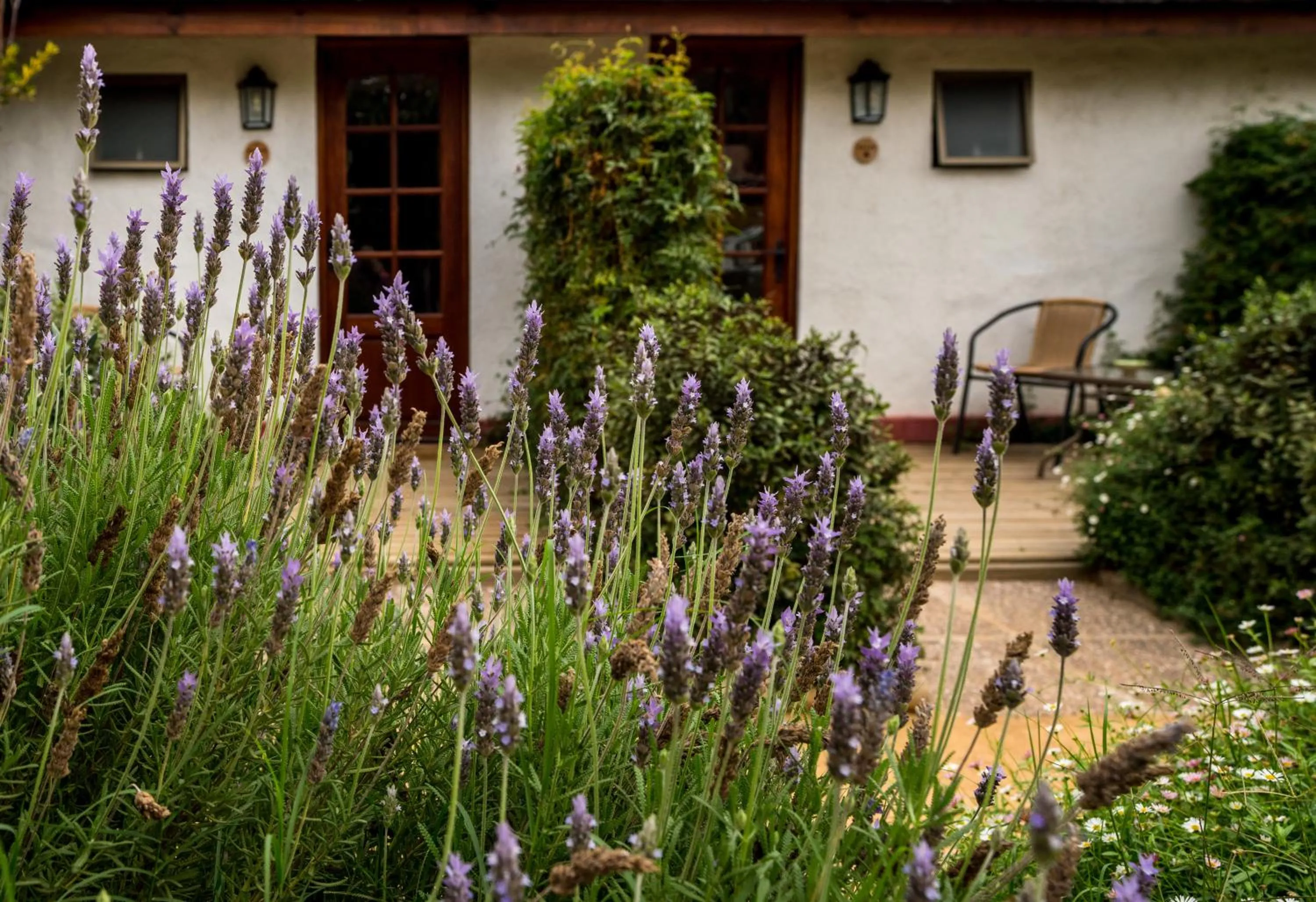 Garden view in Casa Calfu