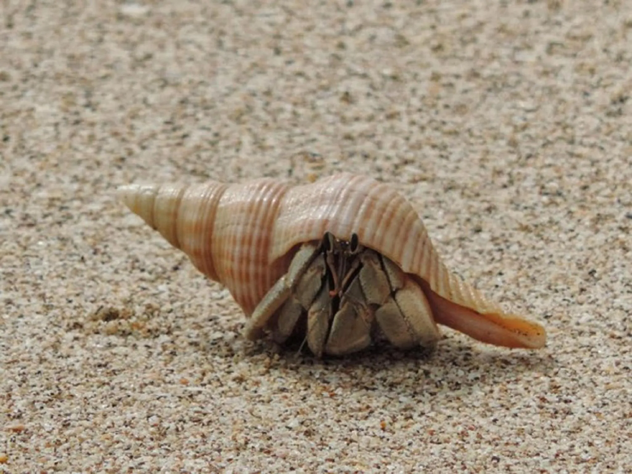 Animals in Lazy Days Bungalows