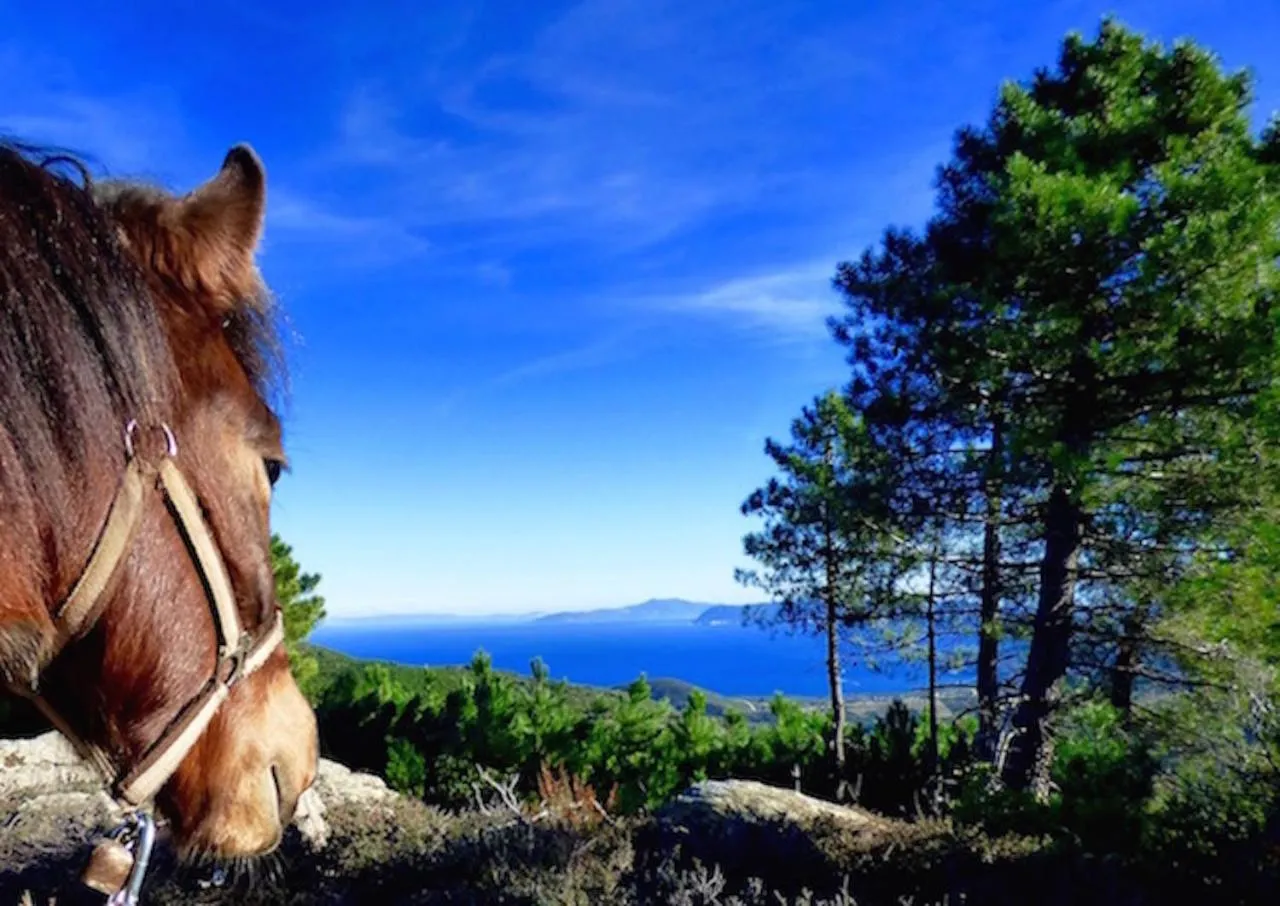 Activities in Arxontiko Mytilineou - Skretaion
