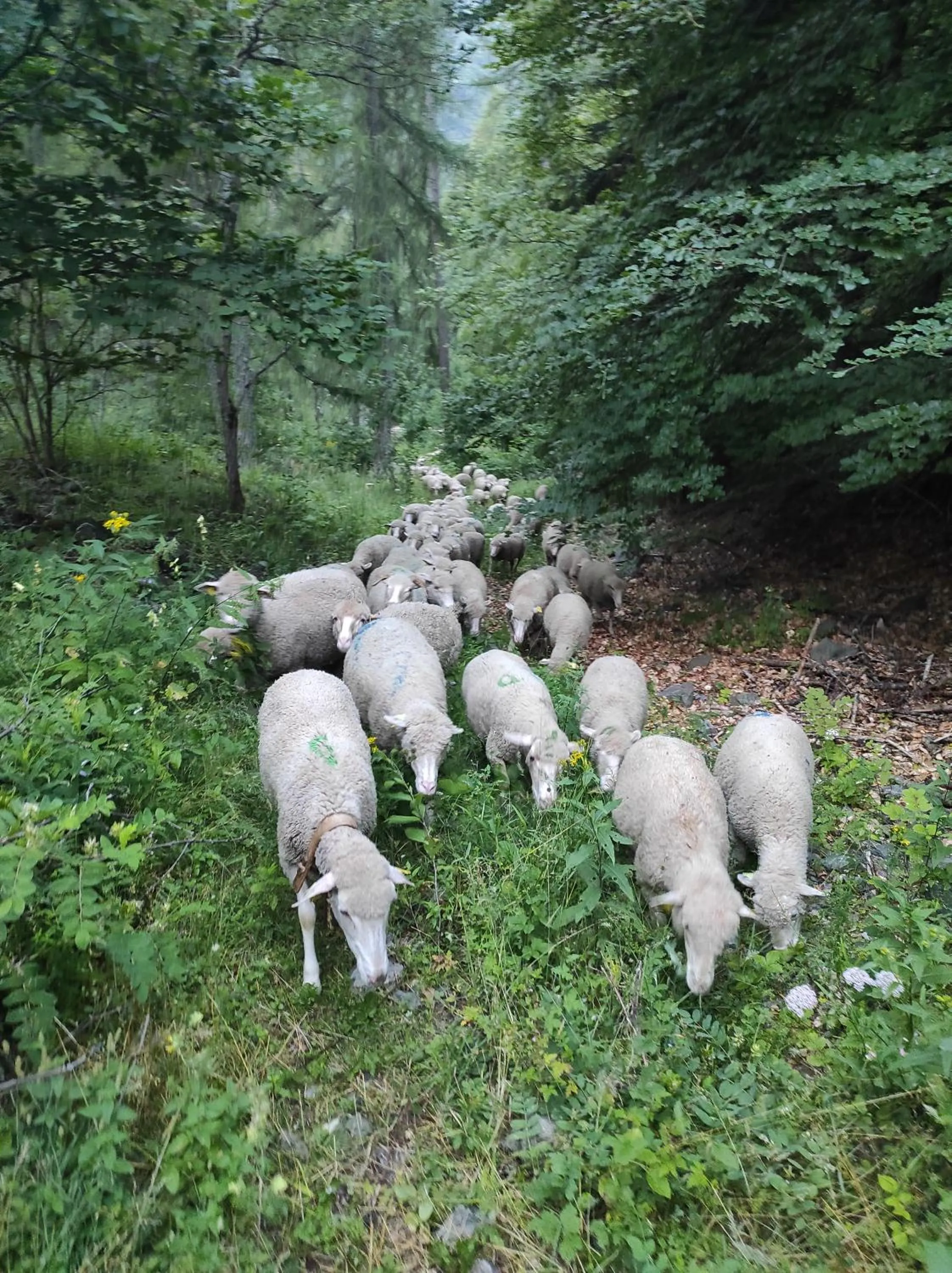Natural landscape in Les Clarines Perceneige - Chambre d'Hôtes Vue Sur Montagne & SPA